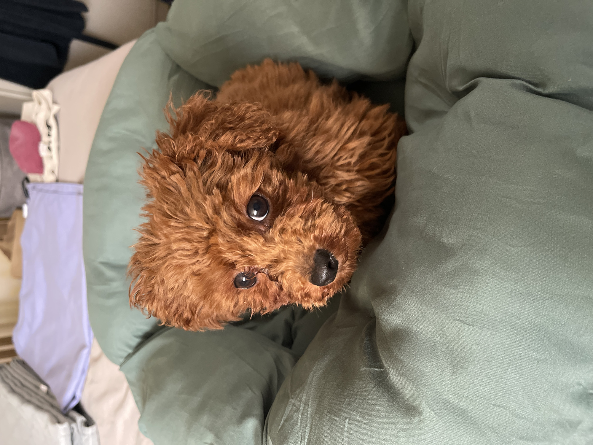 A brown poodle is nestled within green bedding. The scene is indoors. Other bed linens are visible in the background. The location is not apparent from the image.