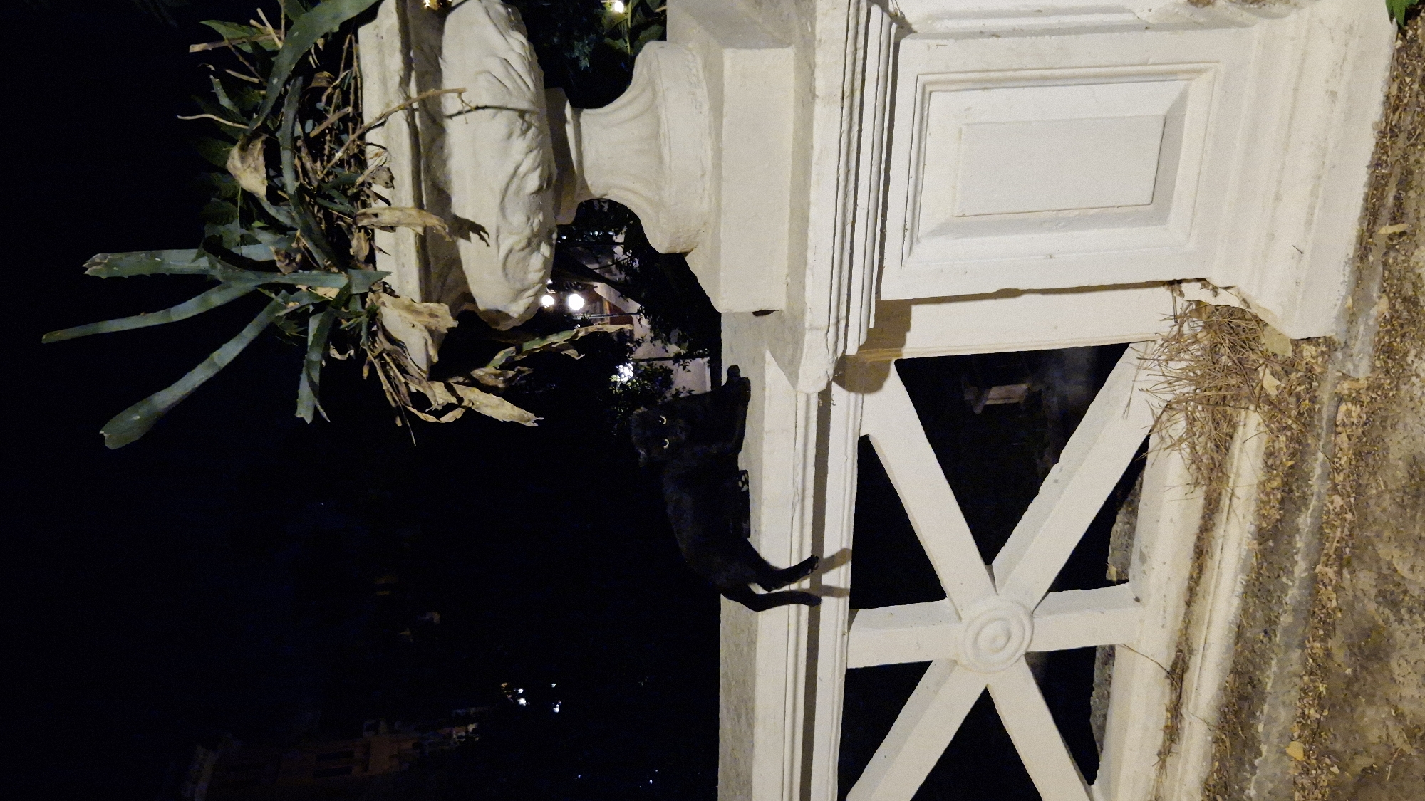 A black cat is perched on a white railing at night. The cat is facing the camera with its body angled to the left, and its tail is hanging down. Behind the railing, a large, ornate white planter contains a spiky plant and dried leaves. The background is dark, with some out-of-focus lights visible, suggesting an urban environment. The railing appears to be part of a balcony or bridge, made of concrete with decorative white elements. The scene is likely outdoors in a city.
