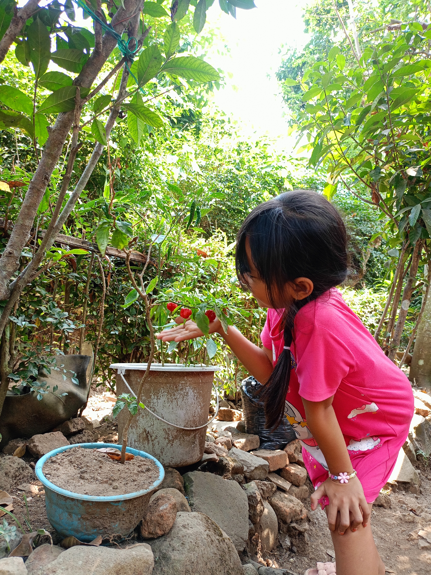 A young girl, with dark hair styled in a braid, is standing in an outdoor garden setting. She is wearing a bright pink t-shirt and shorts with cartoon graphics. The girl is leaning forward, reaching out her left hand towards a small plant with red fruits, possibly chili peppers, growing in a brown pot. In the background, there are trees, dense foliage, rocks, and other gardening implements, including a light blue pot in the foreground and a weathered bucket behind the plant. The scene appears to be in a residential outdoor area. The location is identified as Jelbuk, Indonesia.