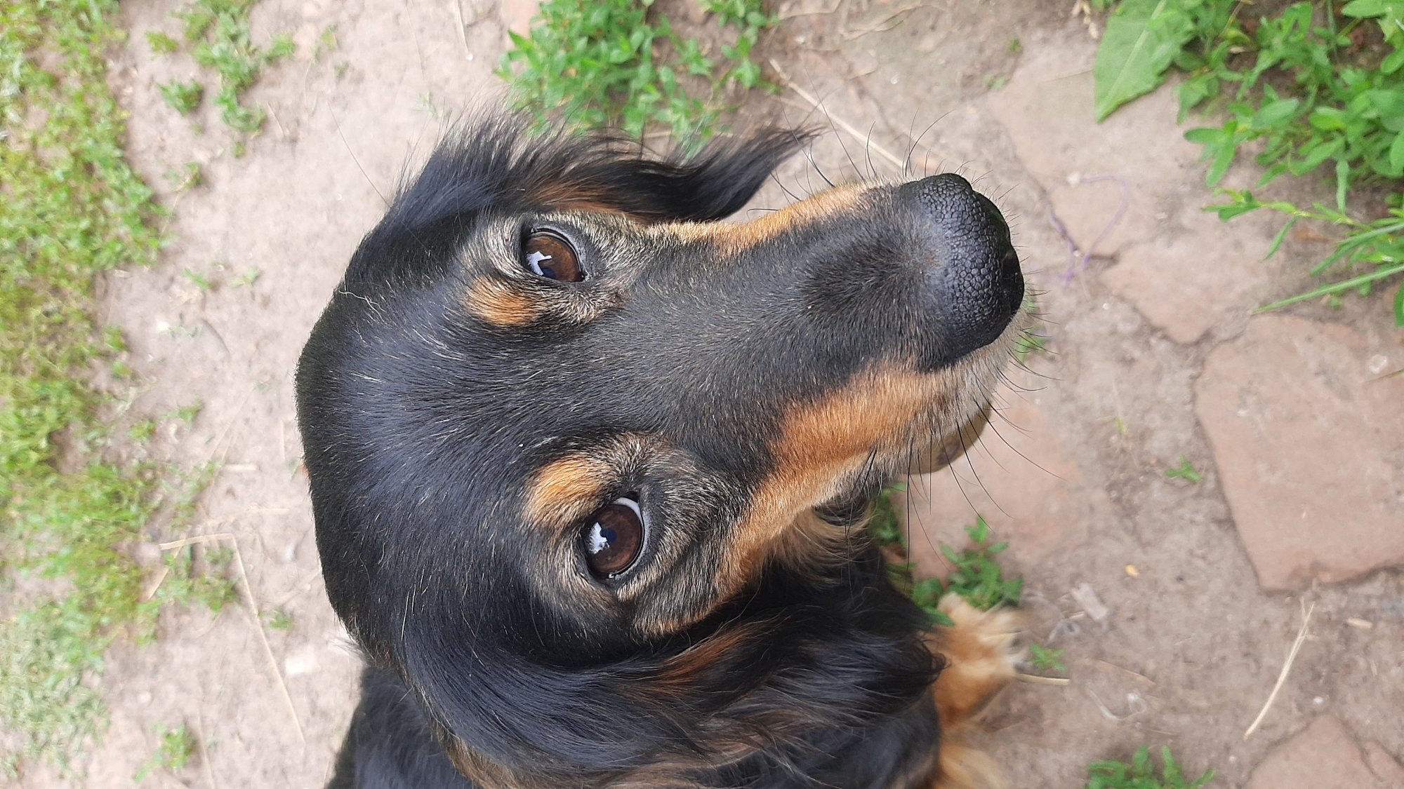 This media file is a close-up, high-angle shot of a black and tan dog. The dog's face is the primary subject, with its dark, intelligent eyes looking directly up at the camera. Its nose is prominent, black and moist, with long whiskers. The dog's fur is a mix of black and warm tan markings, with some longer, shaggier hair around its face and ears.
The setting appears to be outdoors, with dry, dusty ground and patches of green grass visible in the background. Some rough, possibly brick or stone, paving is also visible on the ground, suggesting an outdoor patio or path. The lighting suggests it could be daytime, with natural light illuminating the scene. There are no people or other objects prominently featured. The dog's gaze and the close framing of its face evoke a sense of curiosity and engagement. No text is visible in the image.