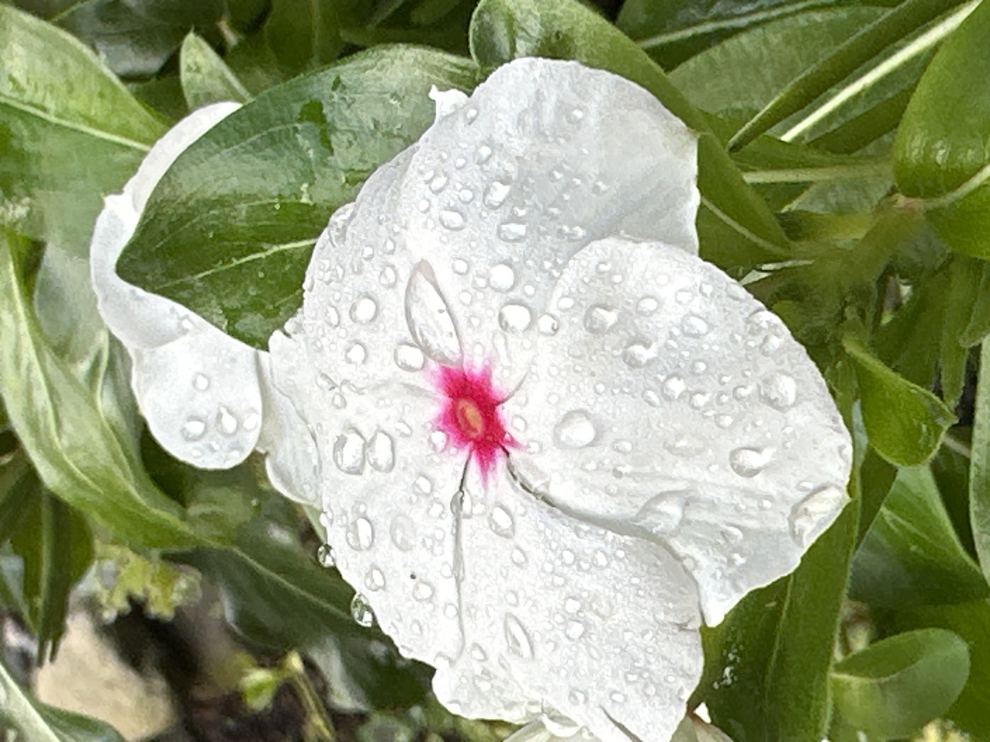 A close-up, overhead shot shows a white flower with a vibrant pink center, covered in numerous water droplets. The flower has five petals, with the largest petal in the foreground. The petals are textured and appear slightly translucent due to the water. The background is filled with lush green leaves, some of which also have water droplets. The lighting suggests an overcast or post-rain environment, creating a soft, diffused light that highlights the details of the flower and water. There are no people or animals in the image, and no discernible urban or specific geographical features that would place it in Borno, Italy. The scene is entirely focused on the natural beauty of the flower.