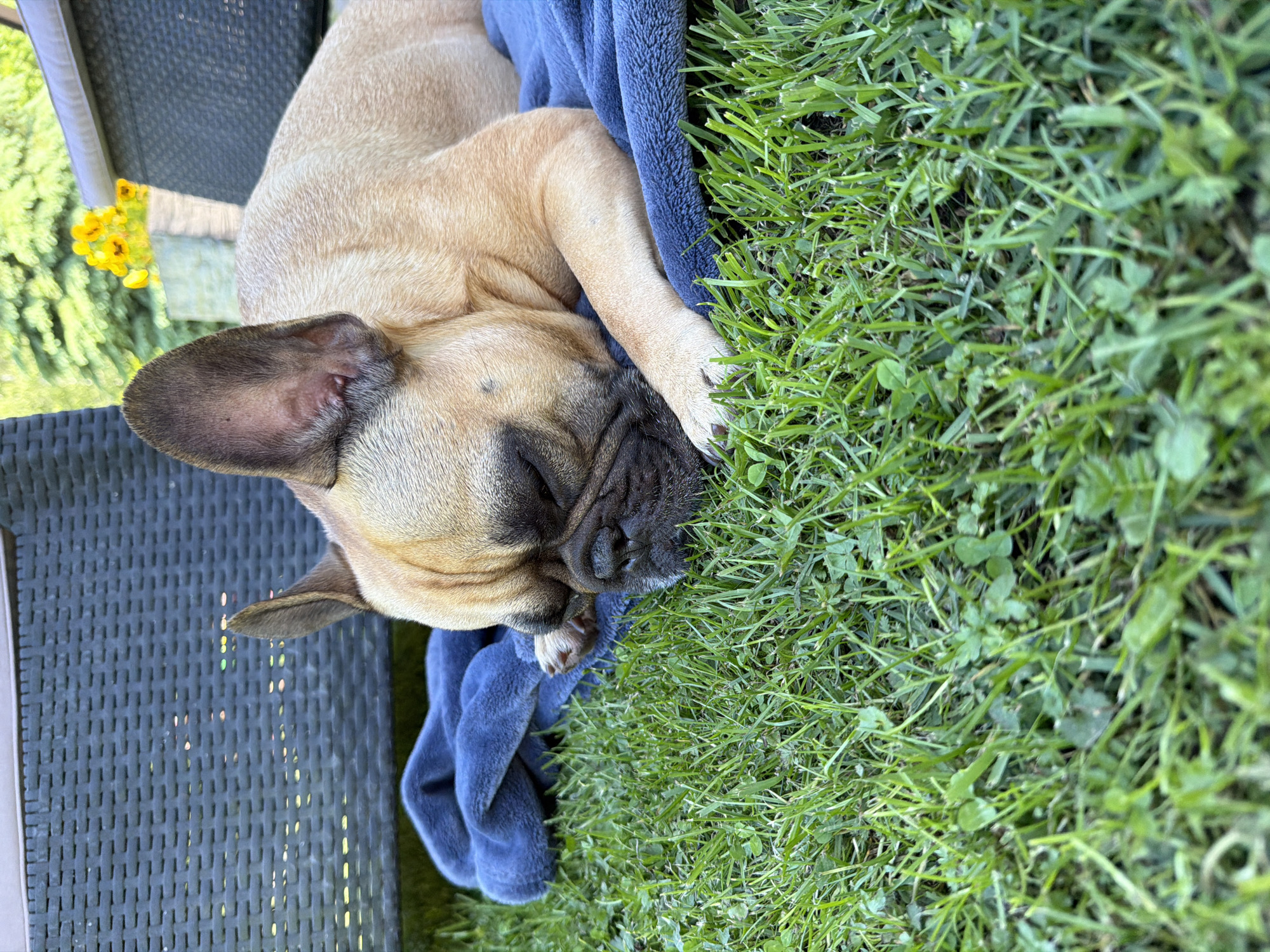 The scene, located in Baloži, Latvia, depicts a fawn-colored French Bulldog asleep outdoors on a sunny day. The dog is lying on its left side, positioned on a vibrant green lawn. Its head rests on a crumpled blue fleece blanket, and its eyes are closed, indicating a state of sleep. The dog exhibits a dark-pigmented snout and muzzle area. In the blurred background, dark grey wicker-style outdoor furniture is partially visible to the left and right. Behind the dog's right ear, a cluster of bright yellow flowers in a container is discernible, flanked by out-of-focus green foliage. The grass in the foreground is lush and green, interspersed with several clover leaves.