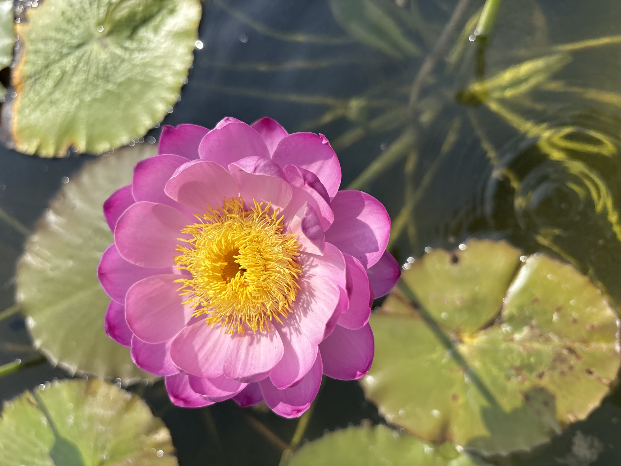 The image shows a pink lotus flower with a yellow center in a pond. Green lily pads surround the flower. The location is Boryaachapada, India. No people are visible.