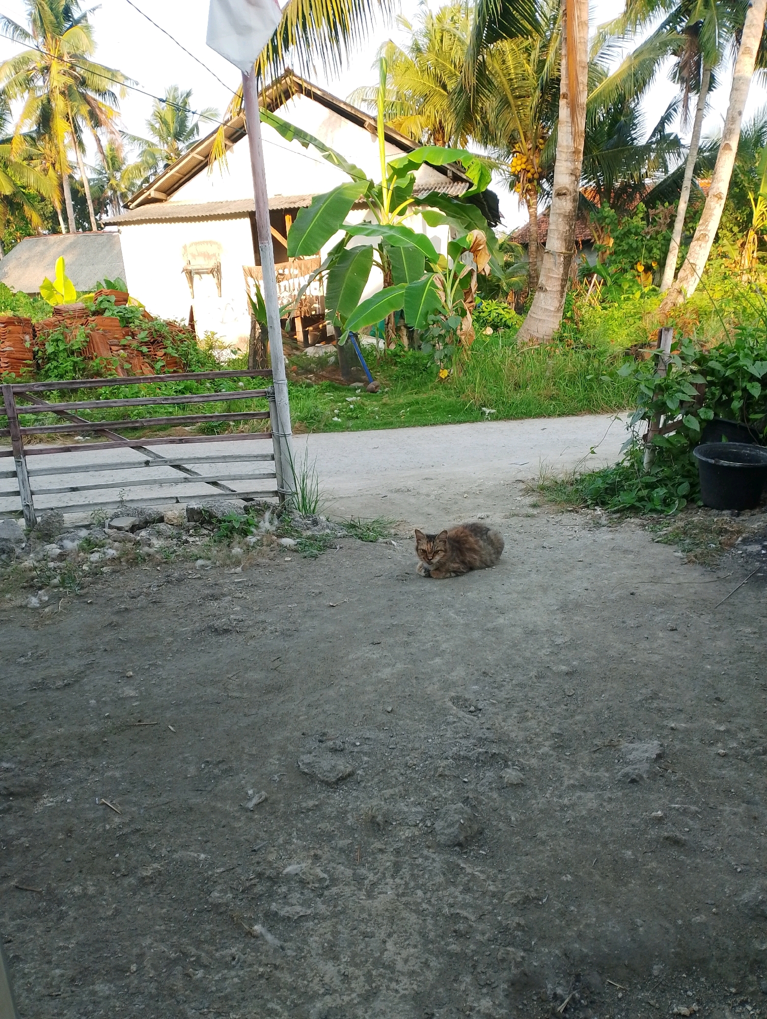 A tabby cat is resting on a dirt path in front of a white building. The cat is facing the camera, with its head slightly tilted. The building appears to be a house, with a tin roof and a wooden frame visible. Palm trees and banana trees are in the background, and there is a metal gate on the left side of the image. The scene is set in Desa Babakan, Indonesia. The lighting suggests it is either early morning or late afternoon.