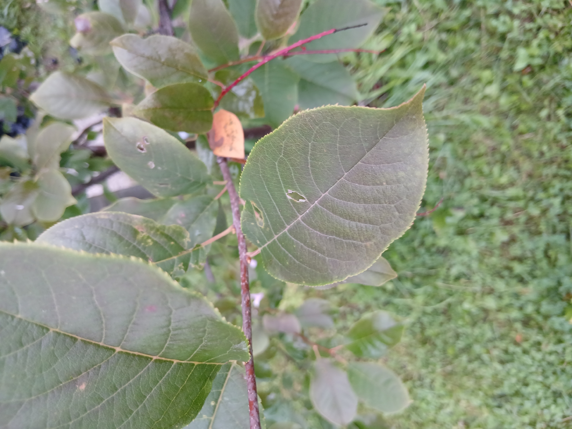 A close-up, slightly blurry photograph captures a branch with several green leaves. One prominent leaf in the foreground is detailed, showing its veined structure and a small, irregular hole near the center. The edges of this leaf appear serrated. Other leaves, some lighter and some darker green, are visible further back on the branch. One dried, yellow leaf is also present. The background consists of green grass and other out-of-focus foliage. The lighting suggests an outdoor setting. The image quality is not sharp, with some areas exhibiting blur.