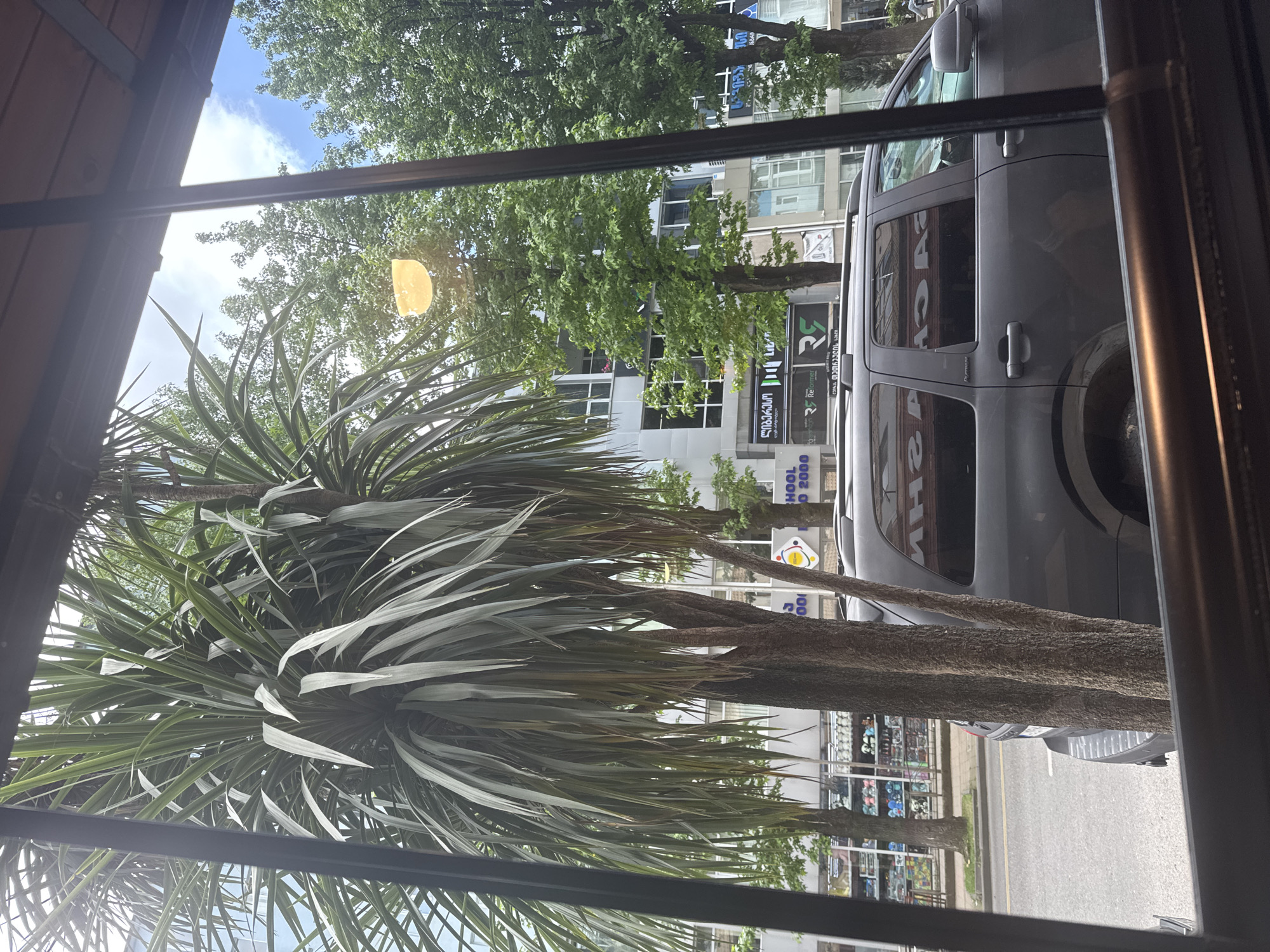 The image, taken from inside a building in Batumi, Georgia, offers a view through a window framed by dark wooden beams and window panes. Outside, a large palm tree with numerous long, slender, grey-green fronds dominates the foreground. Behind the palm, a grey SUV is parked on a paved road. The vehicle's windows are tinted, reflecting the surrounding environment.
Beyond the SUV, a modern building with a glass facade and multiple stories stands. Signs are visible on the building, some featuring Georgian script. Green trees with full canopies are interspersed between the palm tree and the building, and further back, more trees line the street. The sky above is a mix of blue sky and white clouds, with a bright, yellowish sun creating a glare on the window. In the background, across the street, shops with displays of merchandise, including what appear to be balls of yarn or craft supplies, are visible. The overall scene suggests an urban environment on a bright, possibly summer day.