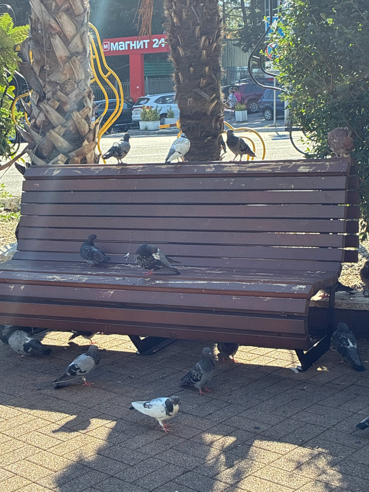 A wooden park bench, with dark brown slats showing wear, sits on a paved walkway. Multiple pigeons, of varying shades of grey and white, are scattered around the bench, some perched on its backrest and others on the ground below. In the background, a red building with white lettering that reads "МАГНИТ 24" is visible, indicating a store. Palm trees with rough, textured trunks frame the scene, and lush green foliage can be seen to the right. Several cars are parked in the distance, and faint shadows suggest a sunny day. The setting appears to be an urban outdoor area, likely in Sochi, Russia, given the presence of palm trees and the Cyrillic signage.