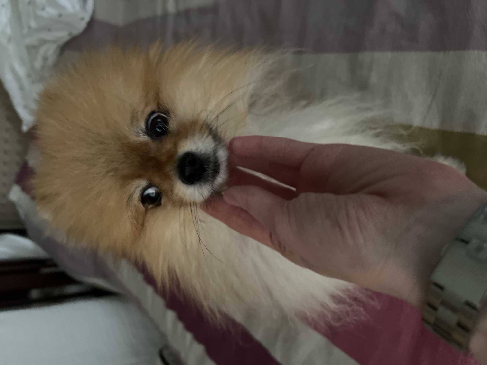 A tan and white Pomeranian dog is lying on a striped surface, likely a bed, with pink and white stripes. A human hand with a silver-colored watch on the wrist is touching the dog's face near its whiskers. The background is slightly blurred, suggesting an indoor setting. There is no information in the image to suggest the location is Khimki, Russia.