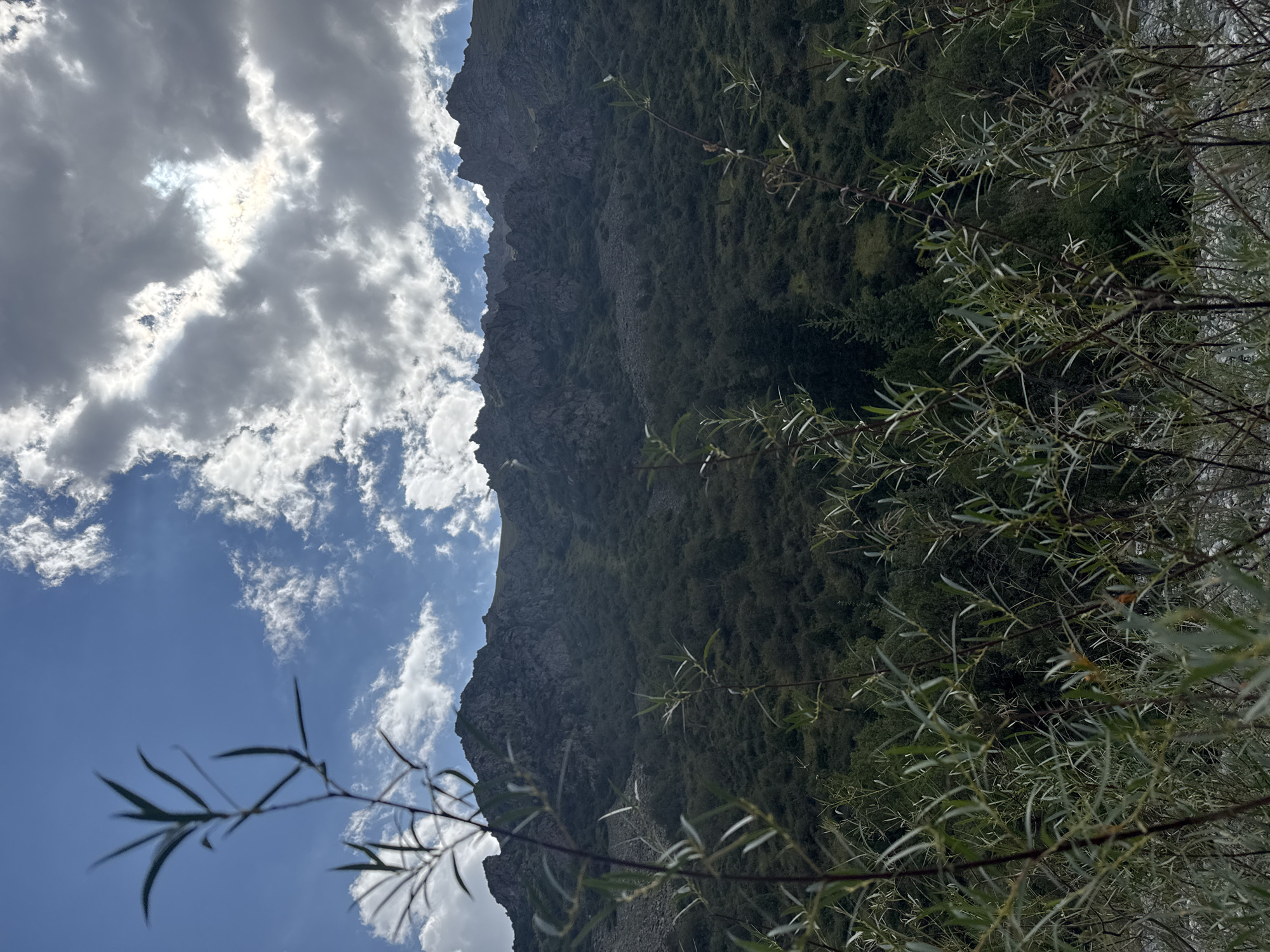 The image depicts a mountainous landscape with a rugged, rocky mountain range dominating the upper portion. The lower part of the mountain is covered in dense green vegetation, appearing as a thick forest of trees and shrubs. In the foreground, the image is partially obscured by the branches and leaves of several plants, which are out of focus. Above the mountains, a partly cloudy sky is visible, with sunlight breaking through the clouds, creating a bright glow. The scene is set in a natural environment, likely a wilderness area. The location is identified as Unknown, Kyrgyzstan. There are no people or discernible man-made structures in the image.