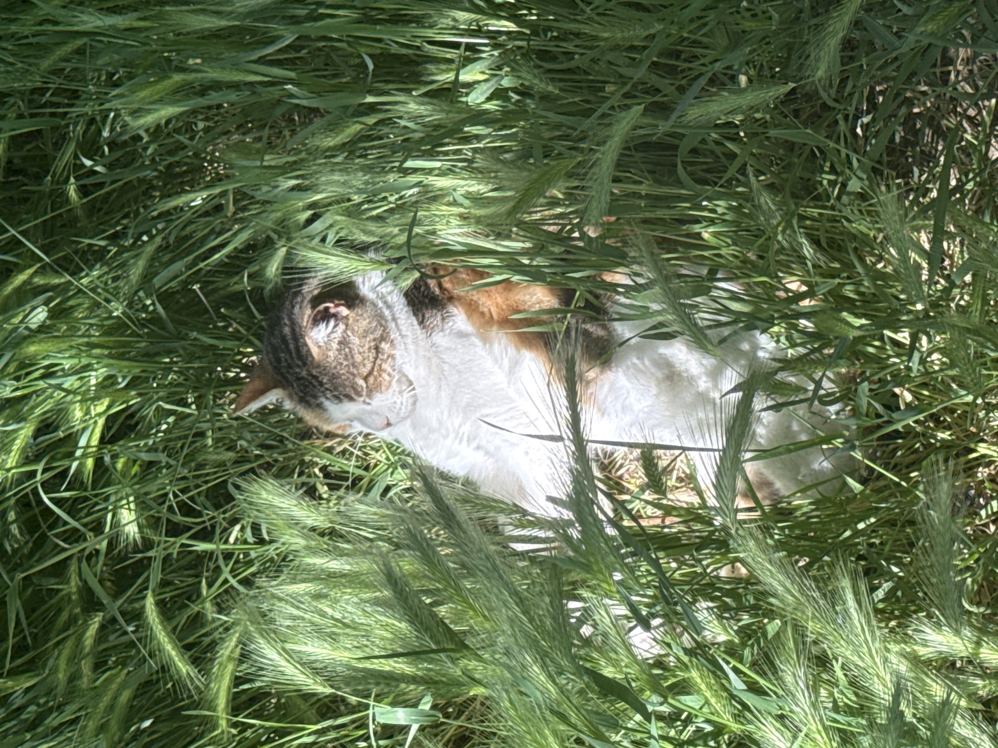 A calico cat is lying down in tall green grass. The cat is mostly white with patches of brown and gray. The location cannot be determined as Plovdiv, Bulgaria without more information.