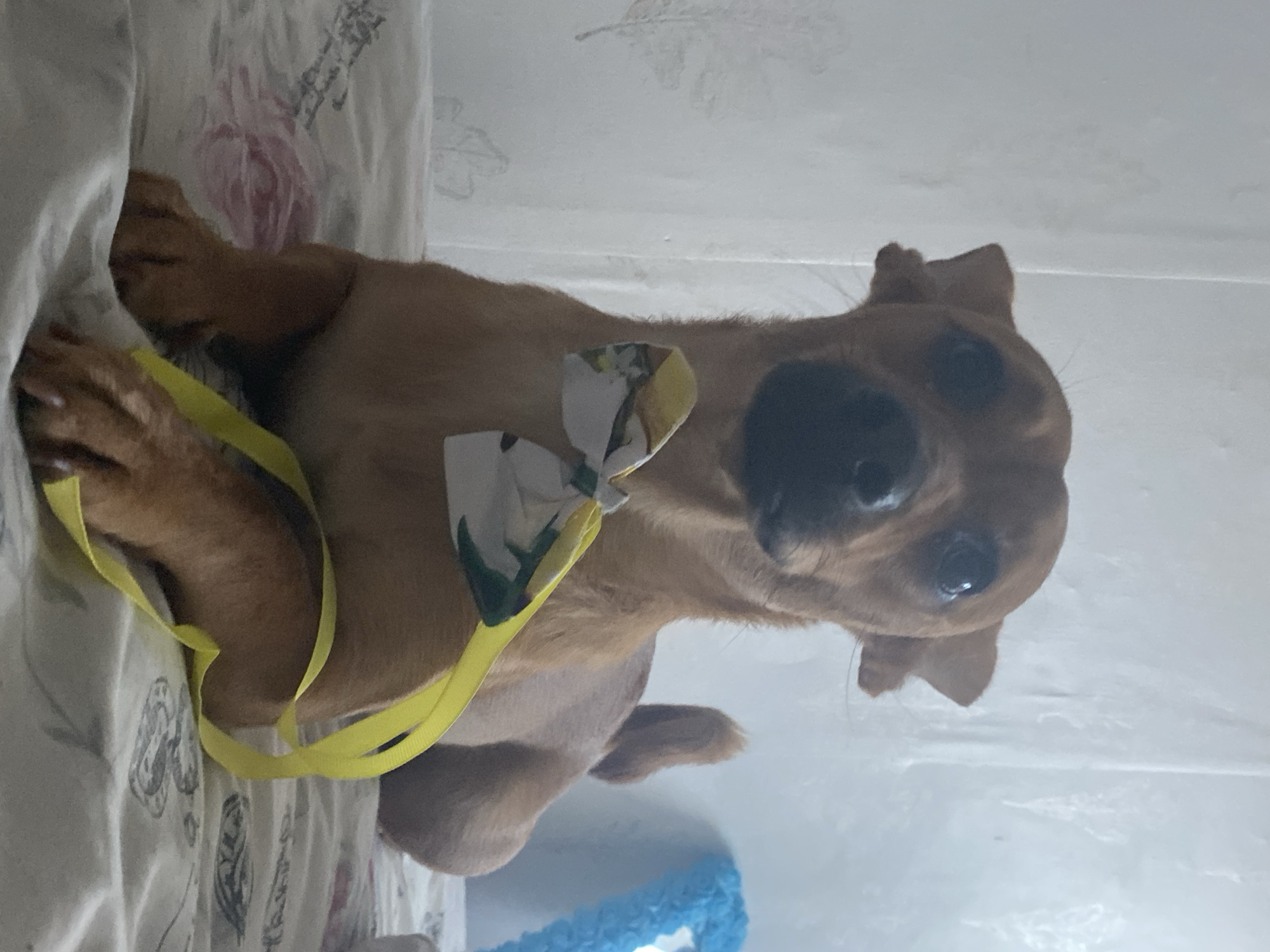 A medium shot photograph shows a tan-colored dog with a white and yellow floral patterned bowtie around its neck, and a yellow ribbon draped around its front legs, resting on a bed with a floral patterned sheet. The dog is looking directly at the camera with its ears perked up. The background consists of a textured wall with a subtle leaf pattern and a blurry blue object to the right. The scene appears to be indoors, likely in a residential setting within Blagoevgrad, Bulgaria.