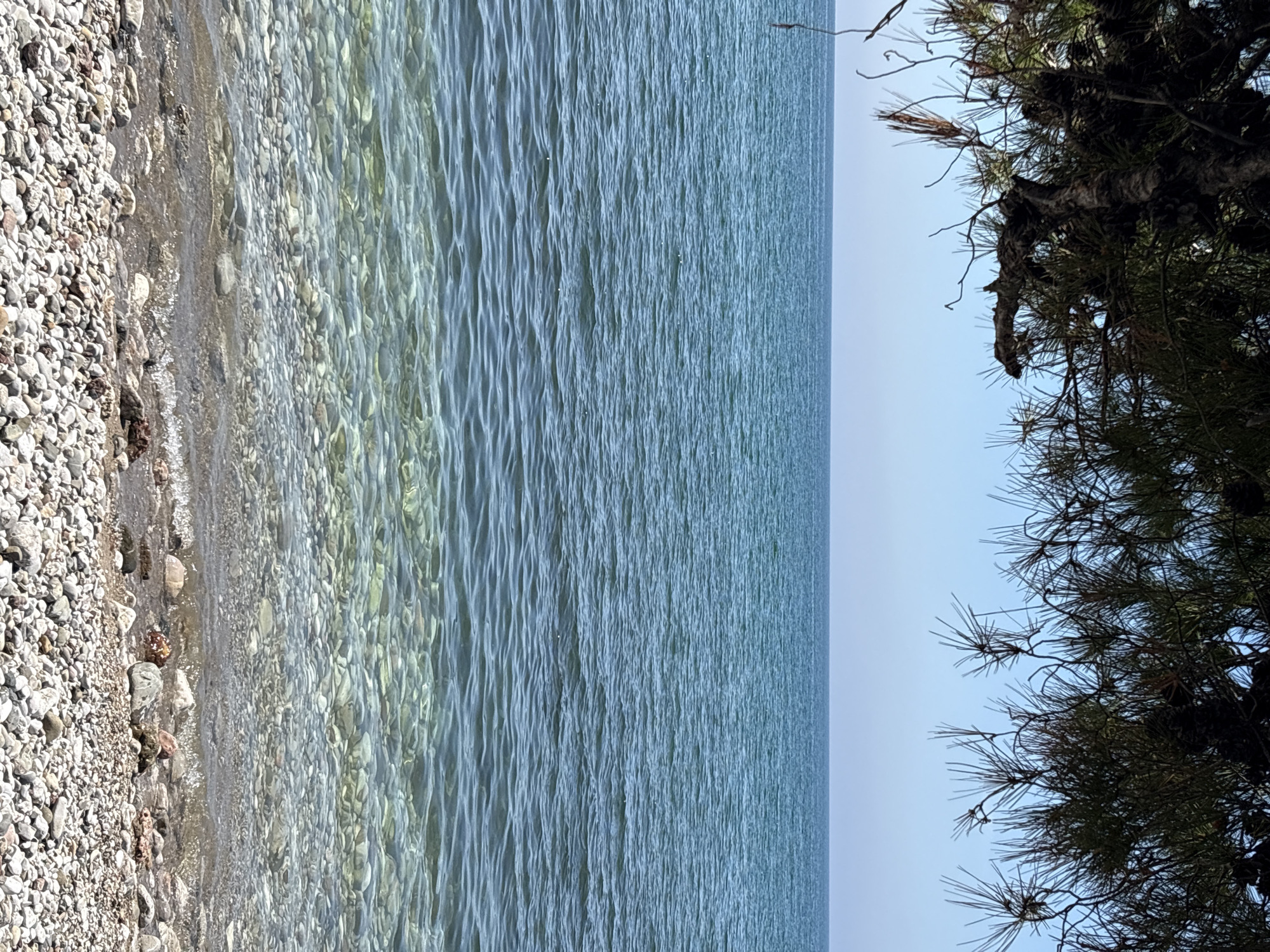 The image depicts a tranquil coastal scene, likely in Bar, Montenegro, showing a clear pebble beach meeting calm, clear sea water under a bright sky. The perspective is slightly elevated or taken from near a tree on the right.
On the left side, a light-colored pebble beach extends, composed of numerous smooth, rounded stones of varying shades of grey, white, and light brown. The waterline reveals the exceptional clarity of the water, allowing the rocky seabed to be distinctly visible beneath the shallow, shimmering surface. Gentle waves lap at the shore, creating a subtle wet edge along the pebbles.
The central and larger portion of the image is dominated by the expansive sea. Its surface is characterized by numerous parallel ripples and subtle waves, reflecting the clear sky and appearing in shades of blue and green. The water gradually deepens, transitioning from transparent near the shore to an opaque blue further out, eventually meeting a clear, light blue sky at the horizon line. The horizon appears flat and unobstructed.
On the far right side, and partially obscuring the sky, are the dark green branches and needles of a pine tree. The tree's foliage is dense, and some cones might be present, providing a natural frame to the marine landscape. The sunlight suggests it is daytime, under clear and calm weather conditions. No specific human activity or visible text is present in the scene, emphasizing the natural beauty and serenity of the coastal environment.