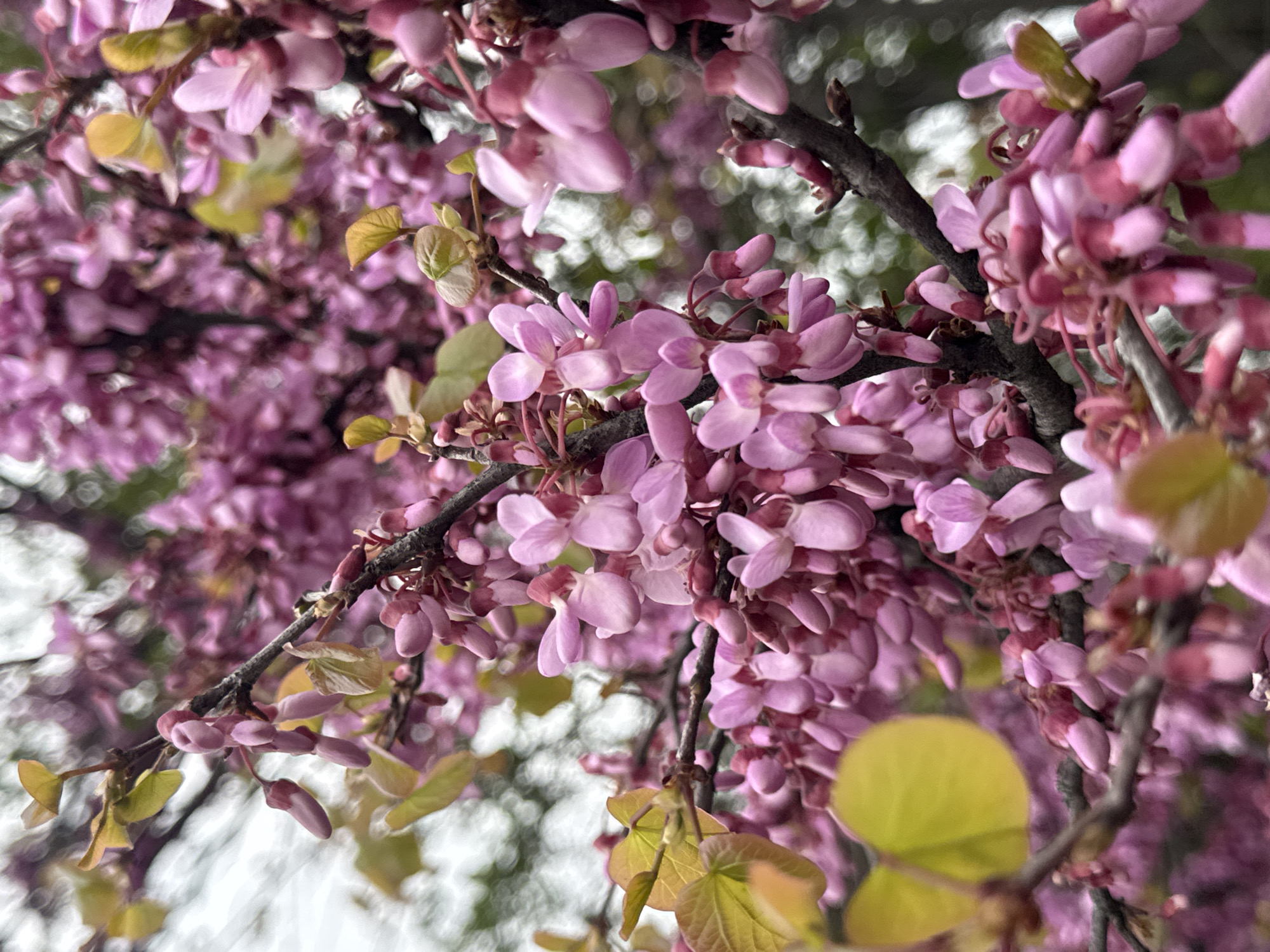 A close-up shot captures vibrant pinkish-purple flowers densely clustered on dark, woody branches, indicative of a flowering tree in full bloom. The flowers are small and numerous, with many appearing as unopened buds and others fully open, showcasing their delicate, irregular, pea-like or orchid-like shape. Interspersed among the blossoms are small, nascent leaves, appearing in shades of light green and yellowish-green, suggesting recent growth.
The branches are dark and textured, providing a stark contrast to the bright blossoms. The background is heavily out of focus, creating a soft, ethereal bokeh effect with blurred shapes and light, which enhances the depth and draws attention to the foreground subjects. The overall lighting is soft and natural, highlighting the pastel tones of the flowers. The scene evokes the fresh and delicate beauty of springtime. No people or visible text are present. The image was taken in Plovdiv, Bulgaria.