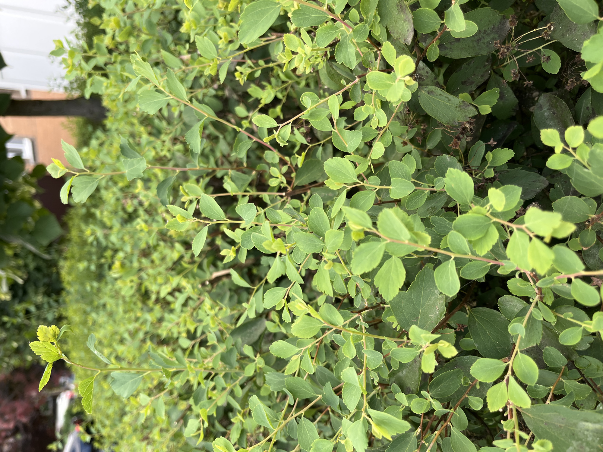 The image shows a close-up view of dense green foliage from a shrub. The leaves are oval-shaped with serrated edges and vary in shade from light green to darker green. Some leaves have small brown spots, possibly indicating damage or disease. The branches are thin and reddish-brown. The background is blurred, but suggests an outdoor setting with more greenery and possibly parts of a building or structure. The lighting appears natural, suggesting it was taken during the daytime. There is no discernible activity or event taking place, and no visible text. The overall impression is that of a healthy, albeit slightly imperfect, shrub in a natural or garden environment. The location context provided is Azov, Russia, which is consistent with an outdoor temperate climate suitable for shrub growth.