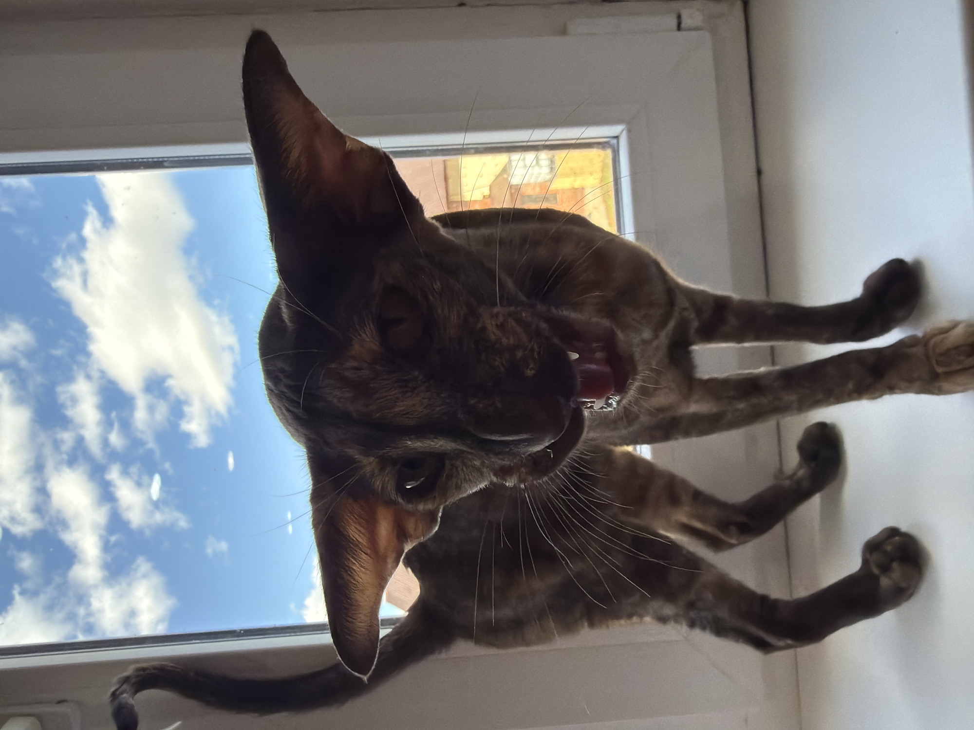 A brindle cat with large ears is seen close-up from a low angle, with its mouth open and tongue slightly extended. It appears to be standing on a windowsill. Behind the cat, a window shows a view of a blue sky with some clouds. The location is Chaikovsky, Russia, as implied in the prompt, although no specific features confirm this fact in the picture. The scene seems to be indoors, looking out through the window.