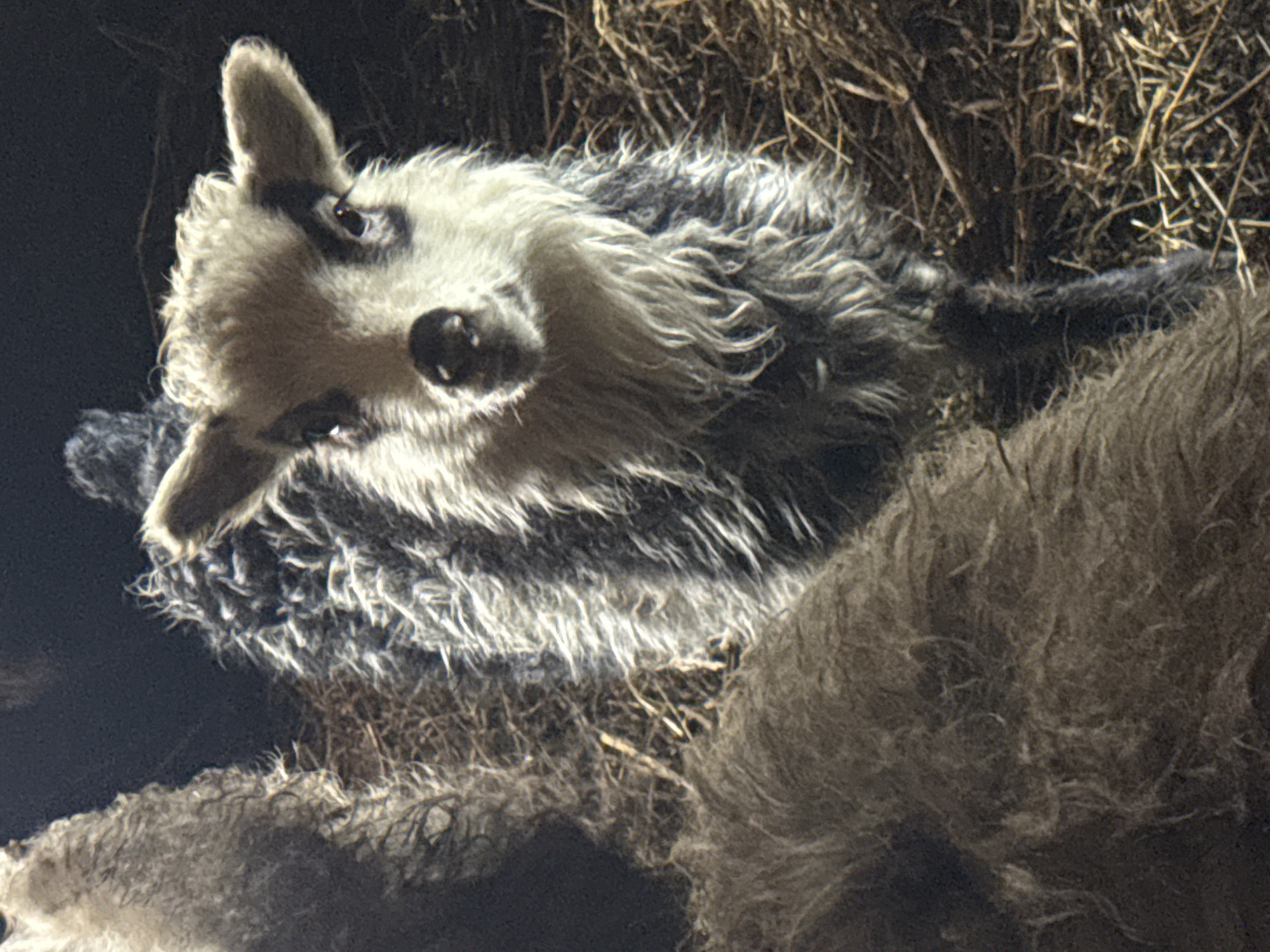 A single, light gray, and white lamb lies partially on a pile of dry hay. The lamb's head is turned toward the viewer. The background behind the lamb is dark. The location is unknown, as Кипчак, Russia, cannot be confirmed from the image.