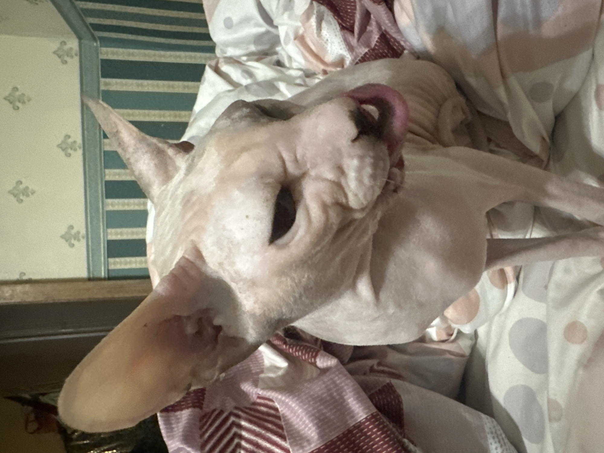 A close-up shot shows a hairless cat, likely a Sphynx breed, with large ears and pink skin. The cat is licking its lips with its tongue visible. It is situated on a bed with white and pink patterned sheets. In the background, there is wallpaper with a repeating green and light green striped pattern, and a portion of a wooden door frame is visible on the left. There is no indication of the cat's location in Togliatti, Russia, or any other specific geographical context. The image captures a moment of the cat's grooming or eating behavior.
