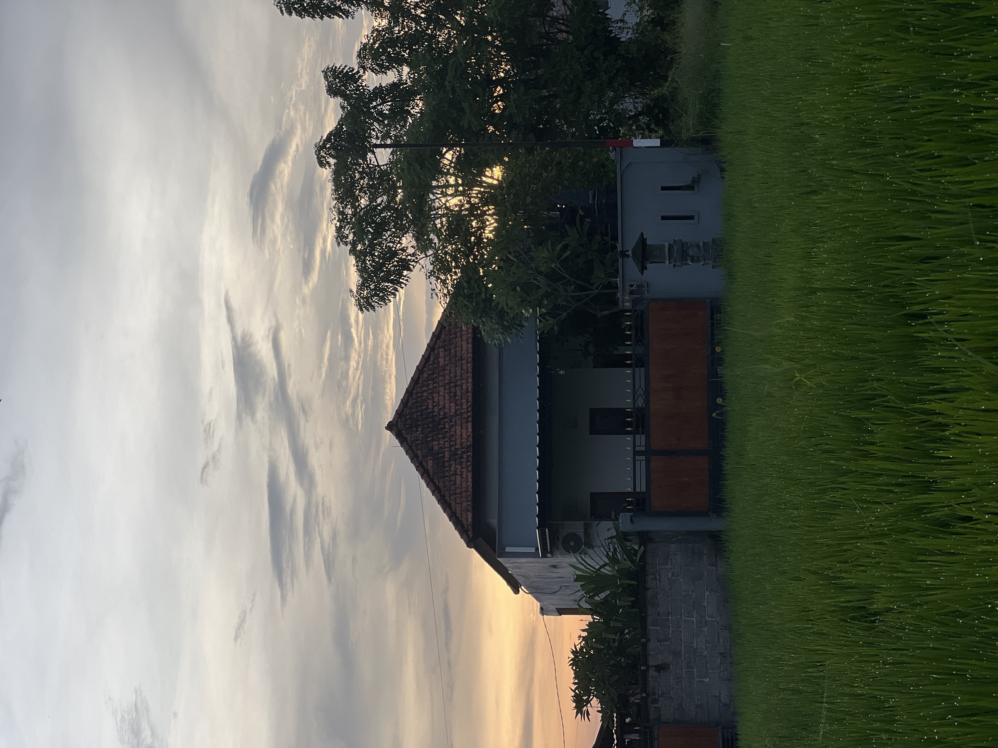 A landscape-oriented photograph captures a scene in Celuk, Indonesia. A house with a terracotta tiled roof is centered with surrounding foliage. Green rice paddies glisten with water droplets on the blades. A large tree is in the background, silhouetted against the sky. The sky is filled with light clouds, and the image is rotated ninety degrees counterclockwise.