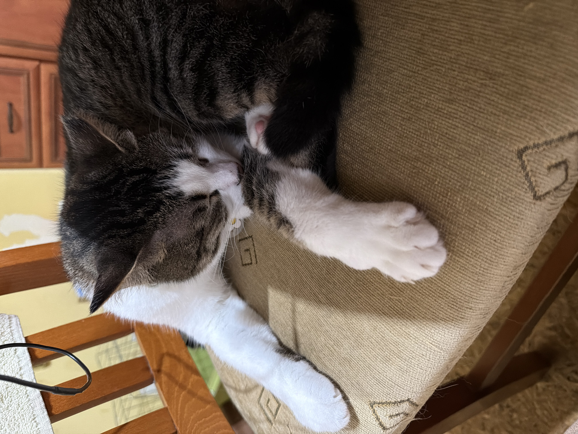 A tabby and white cat is curled up and sleeping on a chair with a tan, textured seat that has a repeating geometric pattern. The cat is positioned in the center of the frame, facing towards the right. Its head is tucked into its body, and its eyes are closed. One white paw is extended forward, resting on the chair seat. The cat's tail curls around its body. The chair appears to be made of wood and is part of a domestic setting, possibly a home or a cafe. In the background, a wooden dresser with drawers is visible, along with a yellow wall. The overall lighting suggests an indoor environment, possibly during the day. There is no indication of the specific location within Burgas, Bulgaria, beyond being an indoor scene.