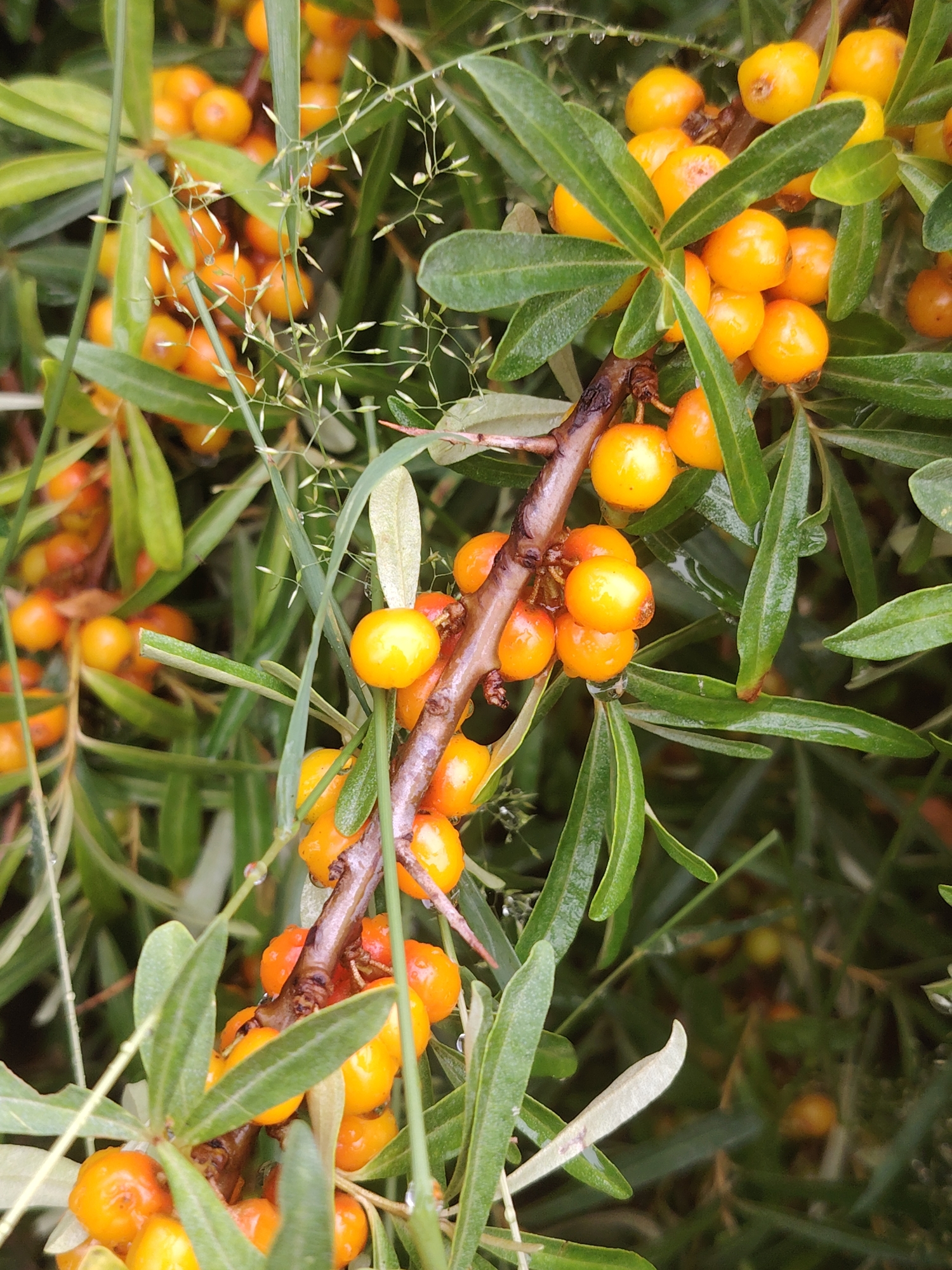 The image shows a close-up of a branch of a sea buckthorn bush with numerous bright orange berries. The berries are small, round, and clustered along the branch, some appearing slightly flattened. The leaves are elongated, narrow, and a vibrant green, with some exhibiting a slightly silvery underside. Small droplets of water are visible on the leaves and berries, suggesting recent rain or dew. Thin, wispy grass-like stalks with small seed heads are interspersed among the leaves and branches. The background is softly blurred, showing more green foliage and hints of more orange berries, creating a natural and lush environment. This scene is consistent with the natural vegetation found in the Прикамский region of Russia, where sea buckthorn bushes are common. There are no people or animals visible in the image, and no specific actions or interactions are depicted. The focus is solely on the plant and its fruit.