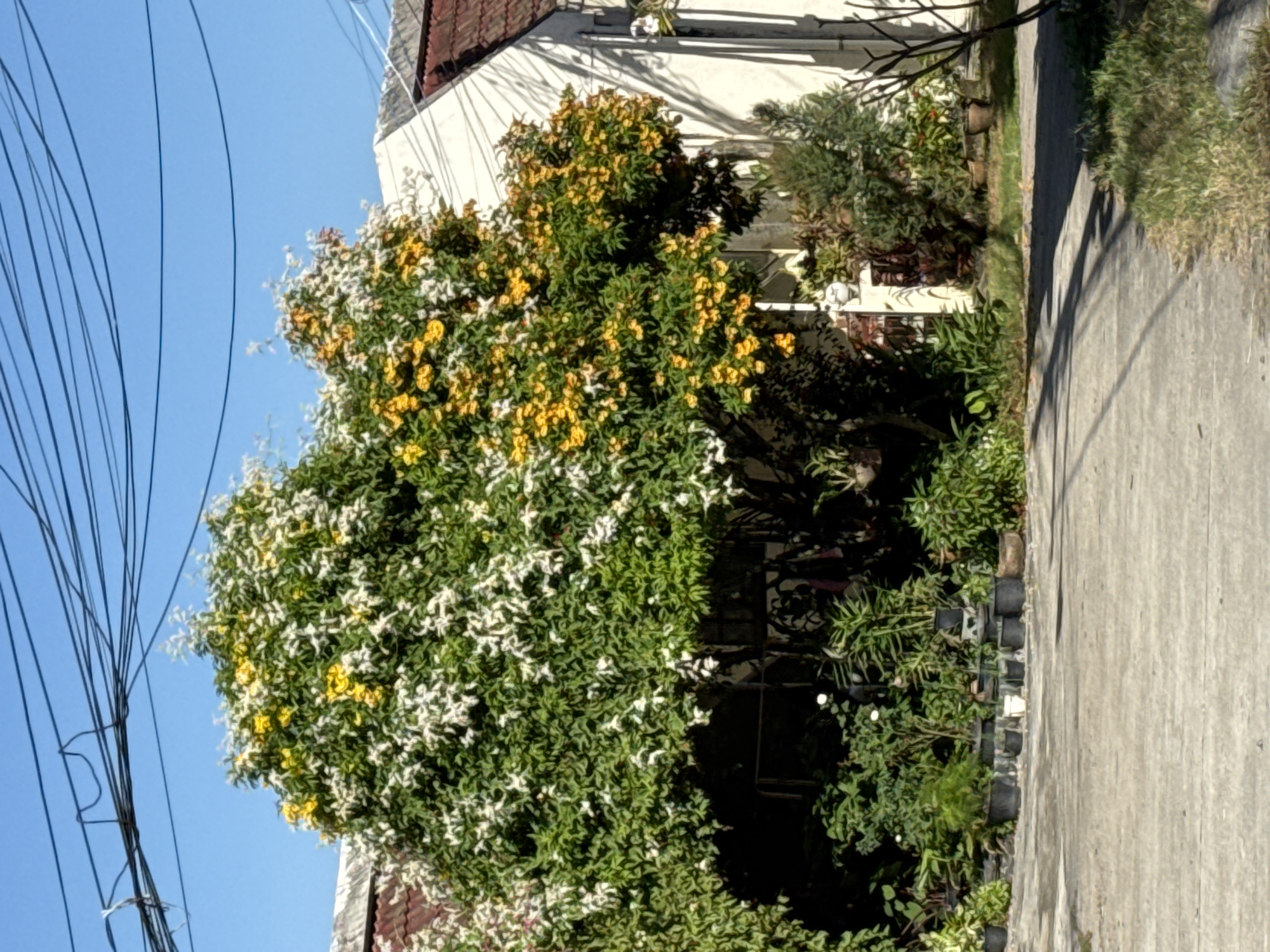 A bright, sunny outdoor scene features a lush green tree with abundant white and yellow flowers dominating the center. The tree is situated in front of a white building with a reddish-brown tiled roof. Power lines stretch across the clear blue sky above. In the foreground, a paved pathway or driveway leads towards the tree, with various potted plants lining its edge. The ground beside the pathway is covered in dry grass. The overall impression is one of a residential area in a tropical climate, possibly Patong, Thailand, given the vegetation and architecture. There are no people or animals visible in the image.