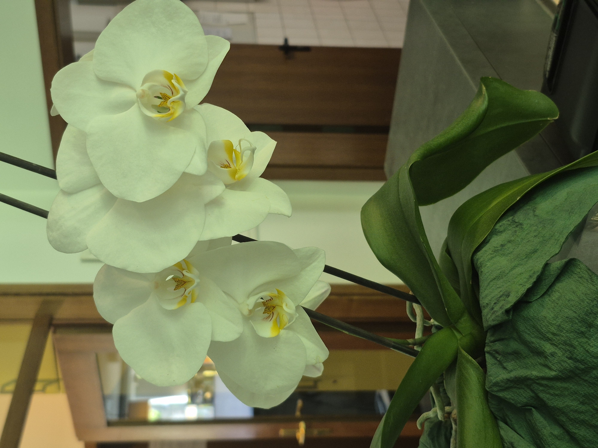 The image shows a close-up of a white orchid plant with several blooms and green leaves, partially obscured by green decorative fabric. The orchid is in a pot, which is not fully visible. In the background, a wooden door with a dark handle is visible, along with a wall that appears to be tiled. The setting suggests an indoor location, possibly a room in a building in Schwäbisch Gmünd, Germany. The lighting is somewhat diffused, casting a soft glow on the orchid. There are no people or animals in the image. The focus is clearly on the orchid and its immediate surroundings.