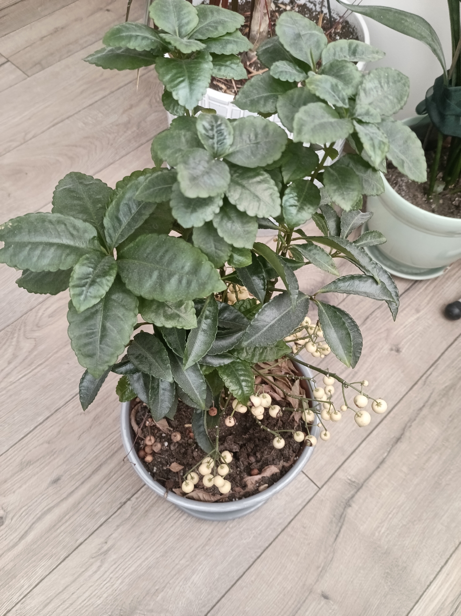 The image depicts a potted Ardisia crenata plant on a light-colored wooden floor. The plant is characterized by its glossy green leaves and clusters of small, round, white berries. The plant is potted in a grey metal pot. Other plants can be seen in the background. The location is presumed to be Gabrovo, Bulgaria. There is no evidence of any people or interactions in the frame.