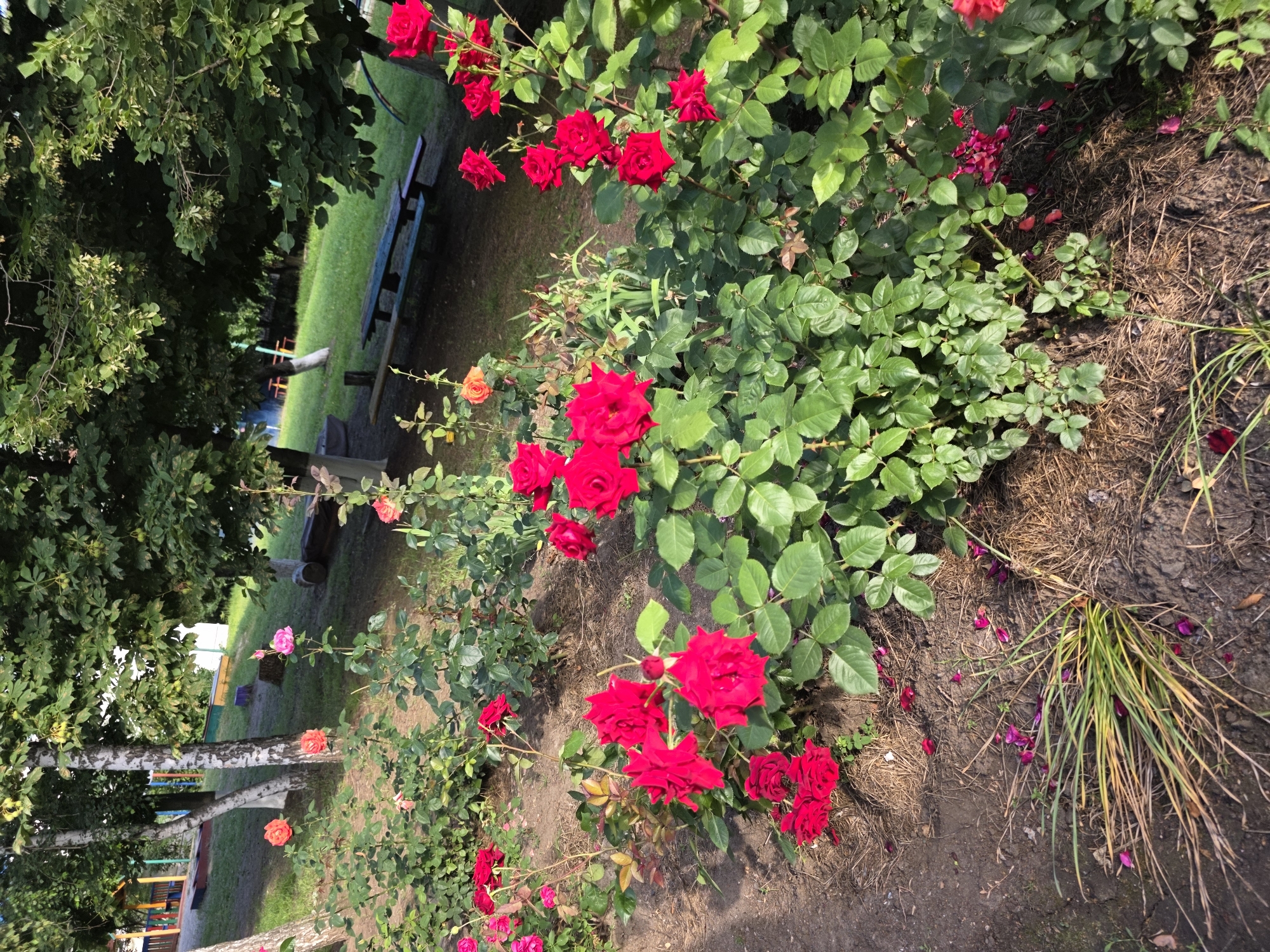This image depicts a rose garden in a park or public space, likely within the city of Shakhty, Russia, given the context. The foreground is dominated by vibrant red roses in full bloom, interspersed with lush green foliage. Several rose bushes are visible, showcasing a variety of flower shapes and sizes. Some fallen rose petals are scattered on the ground, which appears to be a mixture of soil and mulch.
In the middle ground, there are more rose bushes, some with pink and orange blooms, adding a touch of variety to the color palette. Beyond the rose garden, a grassy area with trees can be seen. A wooden bench with a blue and green striped top is positioned under the shade of the trees, suggesting a place for relaxation. In the background, there is a hint of playground equipment with colorful structures, indicating that this is likely a family-friendly area. The overall scene suggests a well-maintained outdoor space during daytime, possibly in the summer or late spring, given the abundance of flowers. No people are visible in the frame. The lighting suggests it is a sunny day, with some areas in shadow cast by the trees.