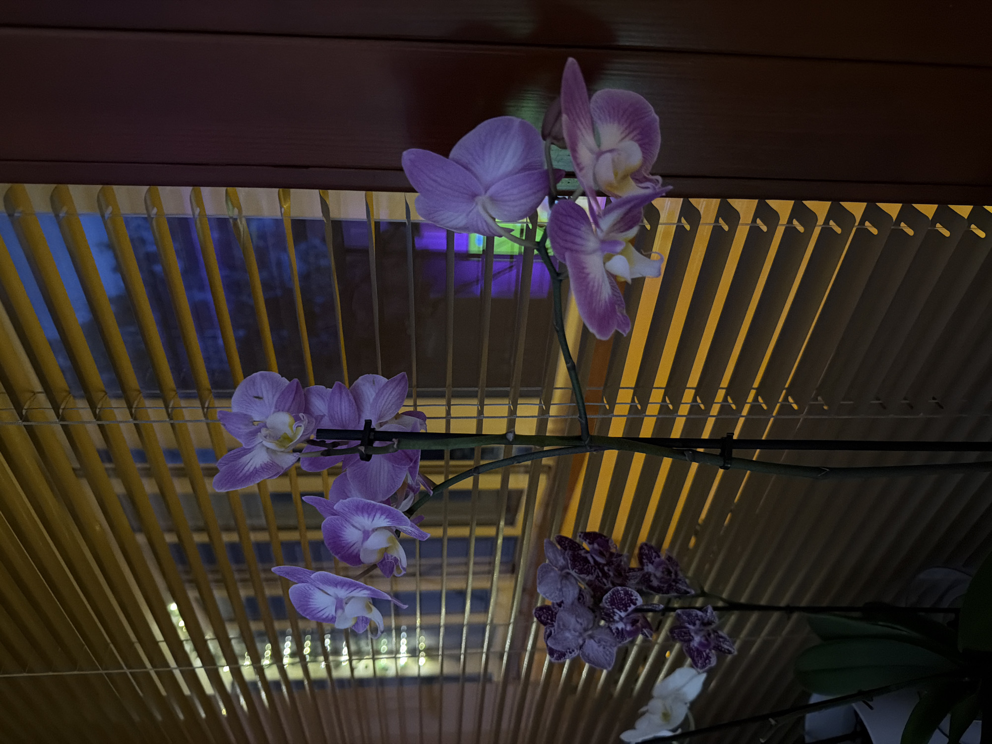 The image presents a close-up, upward-angled view of a cluster of vibrant orchids set against a backdrop of wooden blinds. The primary subjects are several orchid flowers, predominantly purple or lilac with white and yellow accents in their centers. One distinct group of orchids, located towards the bottom right, features a speckled pattern of purple and white. The orchids are arranged along a slender stem, supported by small black clips, with some green leaves partially visible at the bottom right, indicating a potted plant.
The background is characterized by vertical or angled wooden blinds, which exhibit a warm yellow or golden hue. These blinds create a strong visual pattern of light and shadow. Through the gaps in the blinds, a blurred outdoor scene is visible, appearing dark blue with faint, distant lights, suggesting an evening or nighttime setting. A dark, solid surface, possibly a window frame or ceiling, spans the top of the frame. There is no specific activity taking place, and no text is visible. The scene is an interior setting, dimly lit, located in Lovech, Bulgaria.