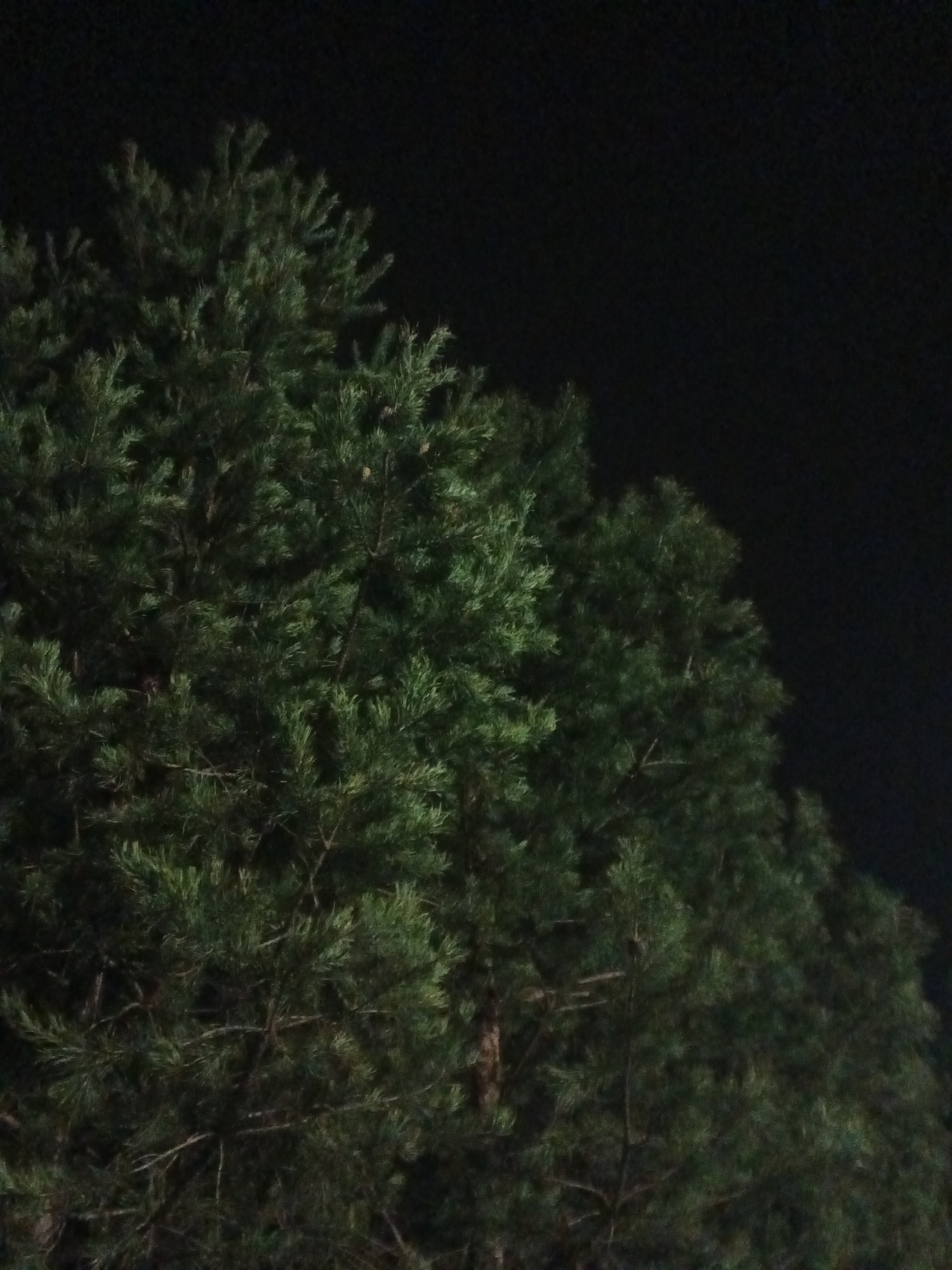 The image depicts a view of evergreen trees against a black sky. The trees are in the foreground, filling the left side and bottom portion of the frame, with the dark sky taking up the upper right portion. The specific location within the city of Rusalevka, Russia is not identifiable.