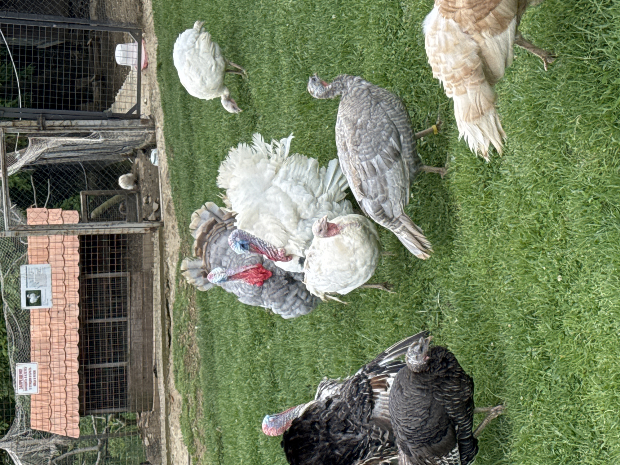The image shows a group of turkeys on a grassy area near a building or structure that appears to be some kind of enclosure. There are several turkeys of different colors and patterns, including white, gray, and black. Some are standing, while others are close to the ground. The enclosure has a tiled roof and wire mesh sides. There's a sign with text on it. The scene is located in the city of Progress, Russia.