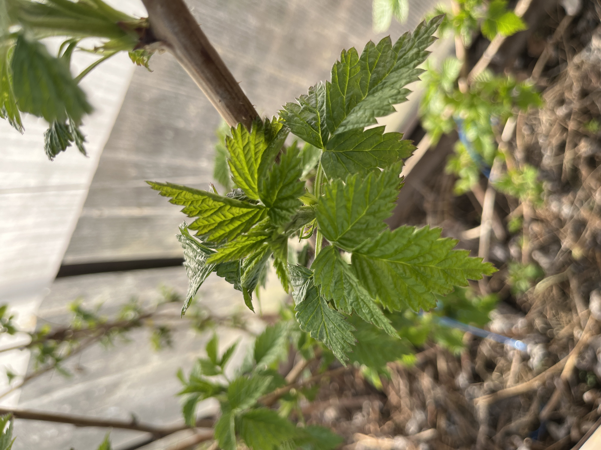 A close-up, vertically oriented photograph captures the vibrant, new growth of a plant branch, likely a raspberry bush, in Chaikovsky, Russia. The primary subject is a cluster of bright green, freshly unfurled leaves, showcasing their serrated edges and distinct vein patterns under natural daylight. The main stem of the plant is a light brown woody branch extending from the upper left towards the center.
In the blurred background to the left, a translucent, light-colored structure, indicative of a greenhouse or polytunnel, is visible, suggesting the plant is growing in a protected environment. The right and lower portions of the background reveal more blurred green foliage from other plants and ground covered with dark brown mulch or dried organic matter. A faint blue string or wire is subtly visible among the ground cover. The image depicts the early stages of seasonal growth, likely in spring or early summer. No text is visible in the image.