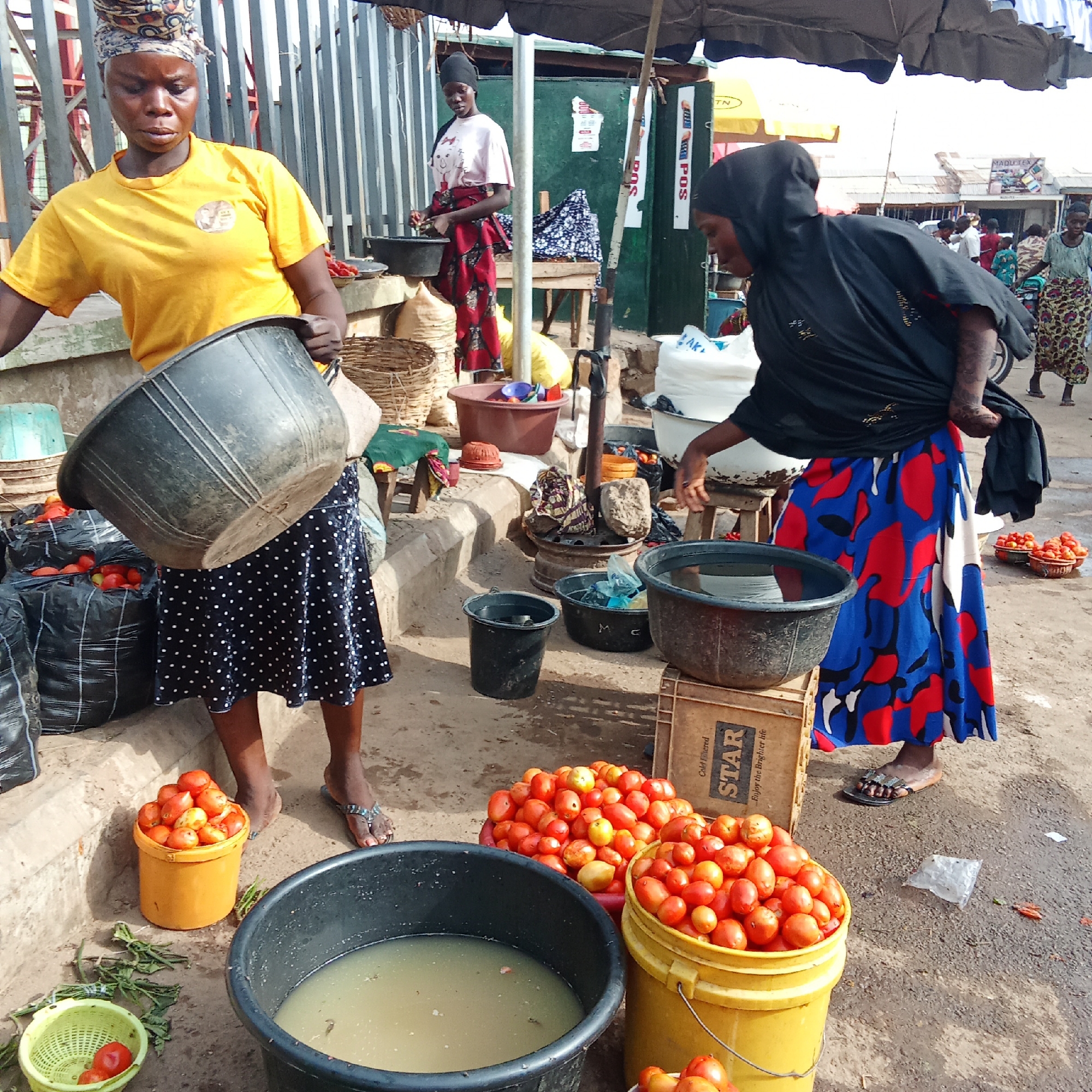 This bustling outdoor market scene in Akwanga, Nigeria, captures several women engaged in daily commerce, primarily involving fresh produce, notably tomatoes. The setting appears to be a street market, characterized by a dirt and concrete ground, simple stalls with metal fencing and a green wall in the background, and a large dark umbrella providing shade in the center. The bright natural light indicates it is daytime.
In the foreground, a woman wearing a yellow t-shirt, a patterned headscarf, and a dark blue polka-dot skirt holds a large black bucket, appearing to be transferring or preparing its contents. Beside her are large black plastic bags overflowing with red tomatoes. On the ground nearby, a yellow bucket is filled with tomatoes, and a black basin contains murky water.
To her right, another woman, draped in a black head covering and a vibrant blue, red, and white patterned long skirt, bends over a dark basin of water, possibly washing items or selecting produce. Her right arm displays noticeable tattoos or intricate patterns. Further back, near a green wall, a third woman in a light pink t-shirt and red patterned wrapper skirt stands by a stall, also appearing to handle items in a basin. In the background, other market-goers are visible, suggesting a lively environment.
Numerous objects associated with market trade are present: various black and yellow plastic buckets and basins filled with tomatoes or water, traditional woven baskets, and a wooden crate labeled "STAR Cold Filtered Enjoy the Brighter Life." Partially visible text includes "MTN" and "POS" on signs, and "MADUTEX" on a distant sign. The overall atmosphere conveys a diligent and active marketplace.