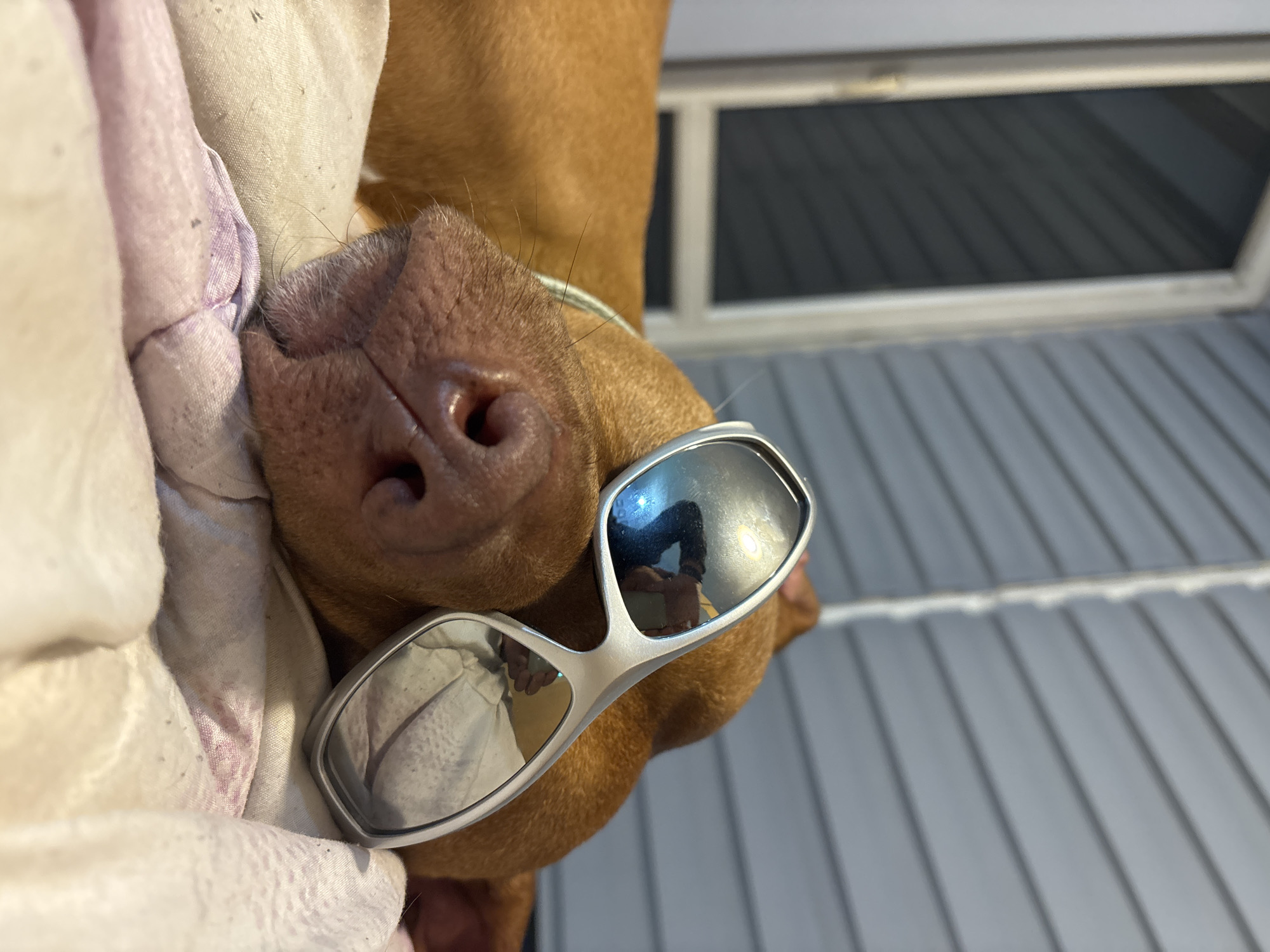 The image presents a close-up, humorously oriented view of a light brown (tan or caramel colored) dog, possibly a Pit Bull type breed. The dog's head is positioned upside down, with its prominent dark nose and muzzle visible. It is wearing a pair of silver-framed sunglasses with highly reflective lenses, which completely obscure its eyes.
In the reflection of the right sunglass lens (from the viewer's perspective), a person's arm and torso, possibly holding the camera or interacting with the dog, can be vaguely seen. The left lens reflects a lighter, textured fabric. Around the dog's snout and neck area, a wrinkled, light-colored fabric or blanket, possibly off-white with faint reddish or purple marks, suggests the dog might be resting on or nestled in it.
The background consists of a gray, horizontally-paneled surface, likely an exterior wall or siding of a building. Above this, a rectangular window with a white frame and dark, reflective glass is visible. The bright reflections in the sunglasses indicate that the scene is set during the daytime.
The overall activity is a playful or staged moment, with the dog passively wearing the sunglasses, likely positioned by a person. The image conveys a lighthearted and amusing mood. There is no visible text in the image. The location context for this scene is Sofia, Bulgaria.