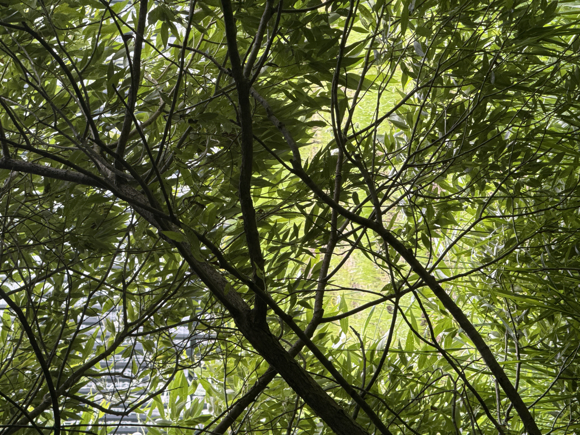 The image depicts a dense canopy of green foliage and branches of a tree, obscuring much of the background. Through the leaves, a faint suggestion of a building with vertical elements can be seen, possibly a fence or structure with repeating patterns. The foreground and midground are dominated by the intricate network of tree branches, ranging in thickness from thin twigs to larger limbs, all covered in lush green leaves. The lighting suggests an outdoor environment, possibly a park or garden, with sunlight filtering through the leaves, creating dappled light and shadow. The overall impression is one of natural overgrowth within an urban setting. There is no specific indication of location within Moscow, Russia.