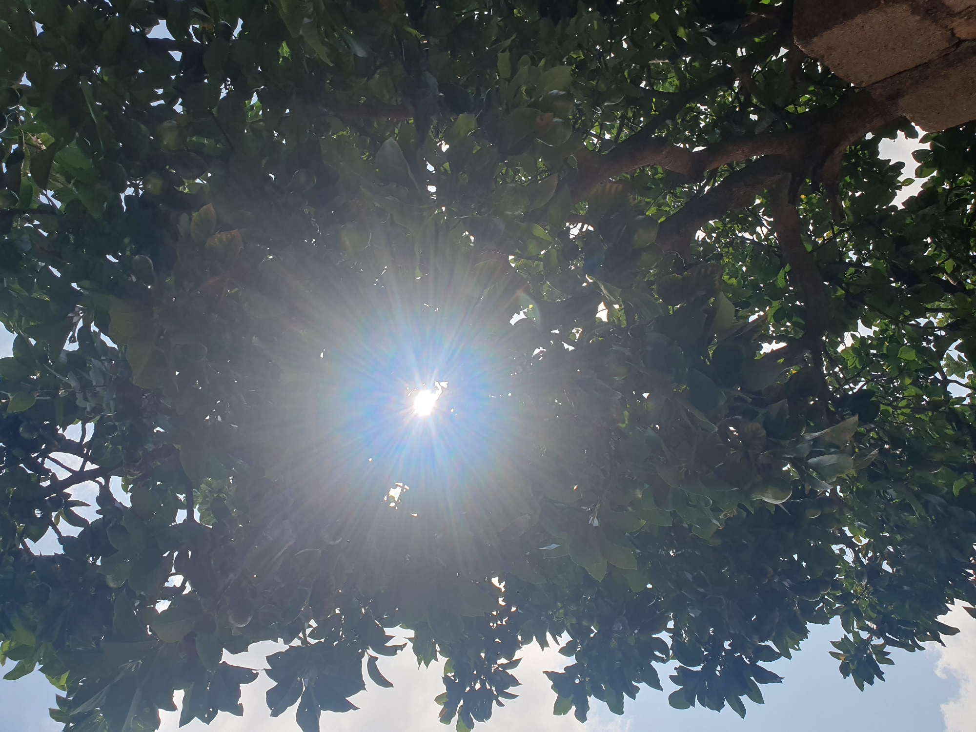 The image shows a sunburst filtering through the dense green leaves of a tree, likely an avocado tree given the presence of green avocados on some branches. The sun is a bright, star-shaped light source in the upper center of the frame. The sky is a light blue with some scattered clouds. The lower right corner of the image shows a portion of a rough, concrete wall. The scene appears to be outdoors, possibly in a residential area in Gura Top, Nigeria, given the mention of the location. There are no people visible in the image. The focus is on the interplay of light and shadow through the foliage.