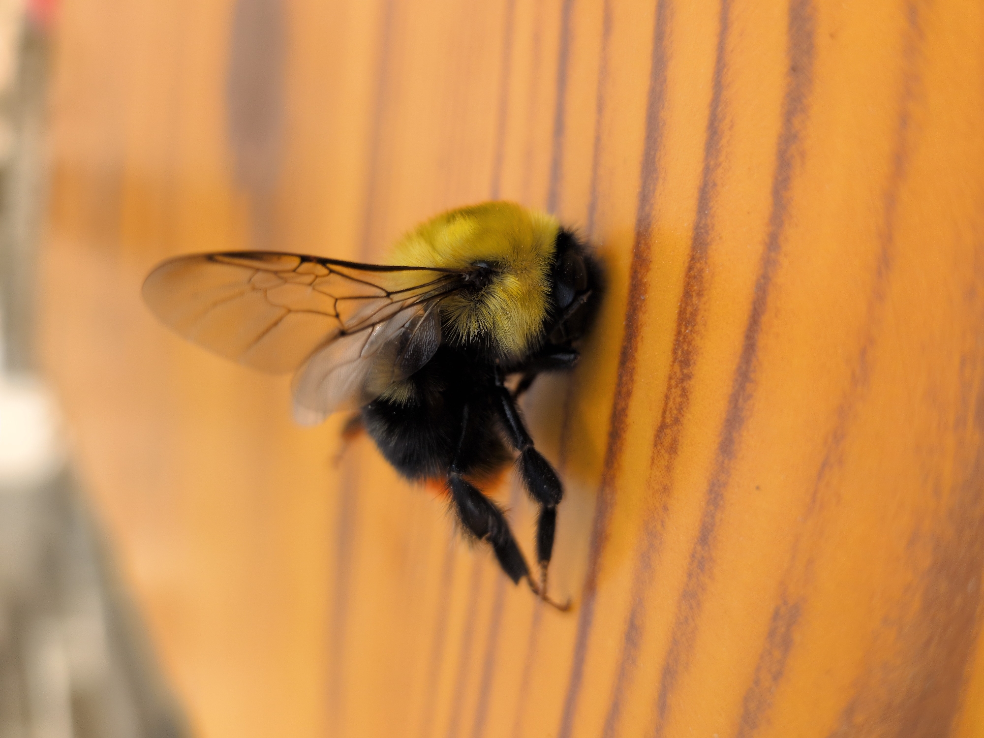 A bumblebee, likely deceased, lies on a wooden surface with visible grain. The bee is black and yellow, with translucent wings. Its legs are splayed outwards. The background is blurred, showing a hint of an outdoor setting. The image was taken in Panamik, India.