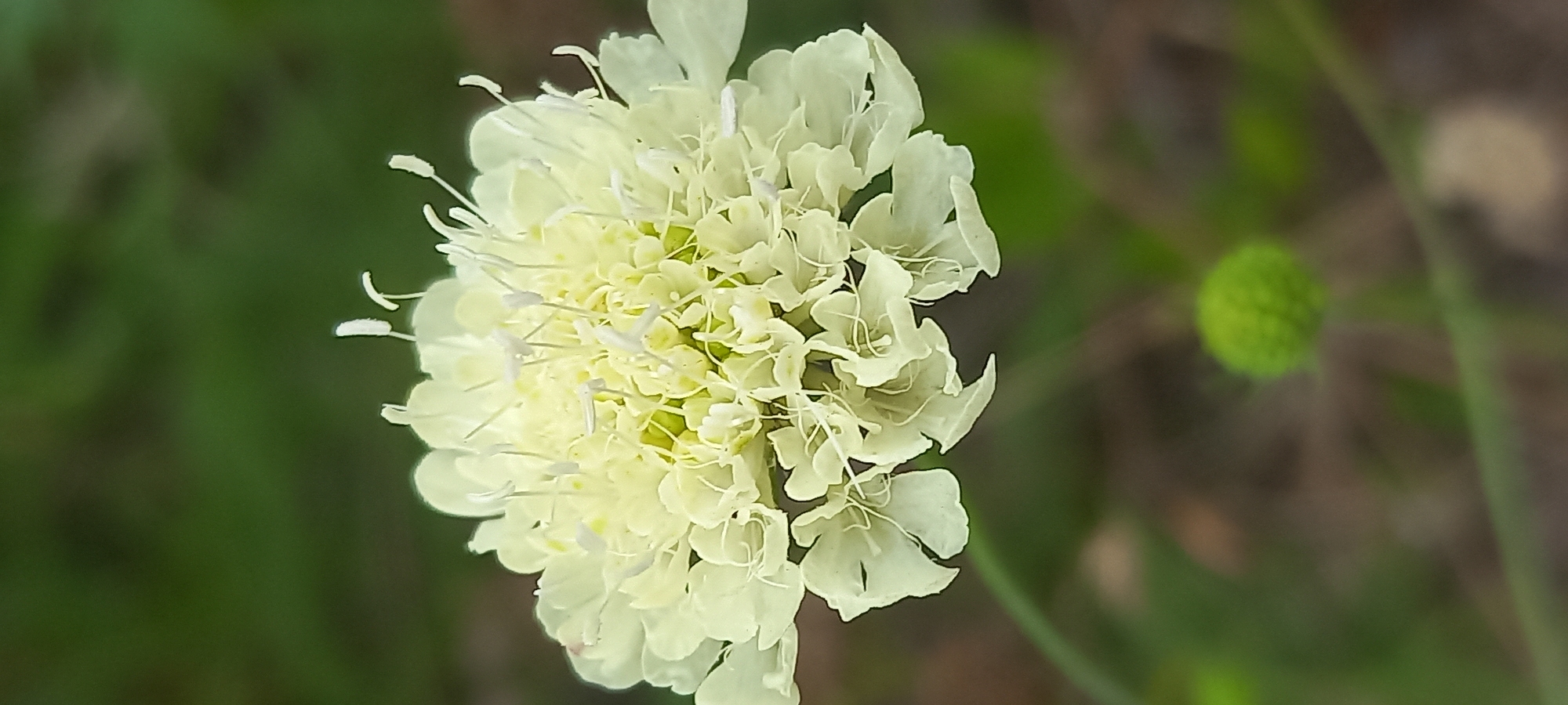 The image is a close-up, vertical shot of a light yellow, pom-pom-shaped flower in focus. The flower has numerous delicate petals and thin, white stamens protruding from its center. The background is blurred and consists of muted greens and browns, suggesting an outdoor, natural environment. A small, green, circular bud is visible out of focus in the lower portion of the image. There are no people, objects, or actions depicted other than the flower and its immediate surroundings. The location within Kryvyi Rih, Ukraine, cannot be determined from the visual information provided.