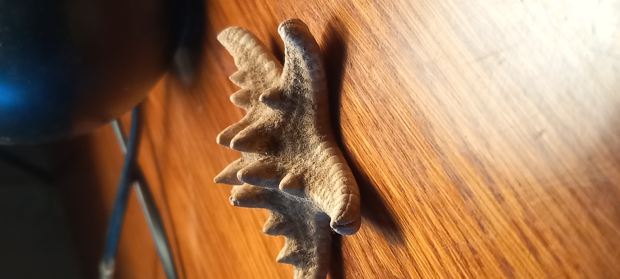 A close-up, angled photograph features a light brown, irregularly shaped object with multiple textured, pointed protrusions, resembling a piece of coral, dried organic material, or a fossil. The object has a rough, somewhat granular surface and is positioned against a polished wooden background, possibly a table or floor, which exhibits a distinct diagonal grain pattern. Strong light from the left casts prominent shadows of the object onto the wooden surface, creating a sense of depth and texture. In the blurry foreground on the left, a dark, curved object, possibly part of a lamp or fixture, is visible, showing a small blueish reflection or light source. Thin, indistinct lines or rods are faintly discernible in the background to the left of the main object. The scene is an indoor still life, with no activity or people present. No text is visible. The lighting suggests either strong artificial light or late afternoon/early morning sunlight. The photograph was taken in Kryvyi Rih, Ukraine.