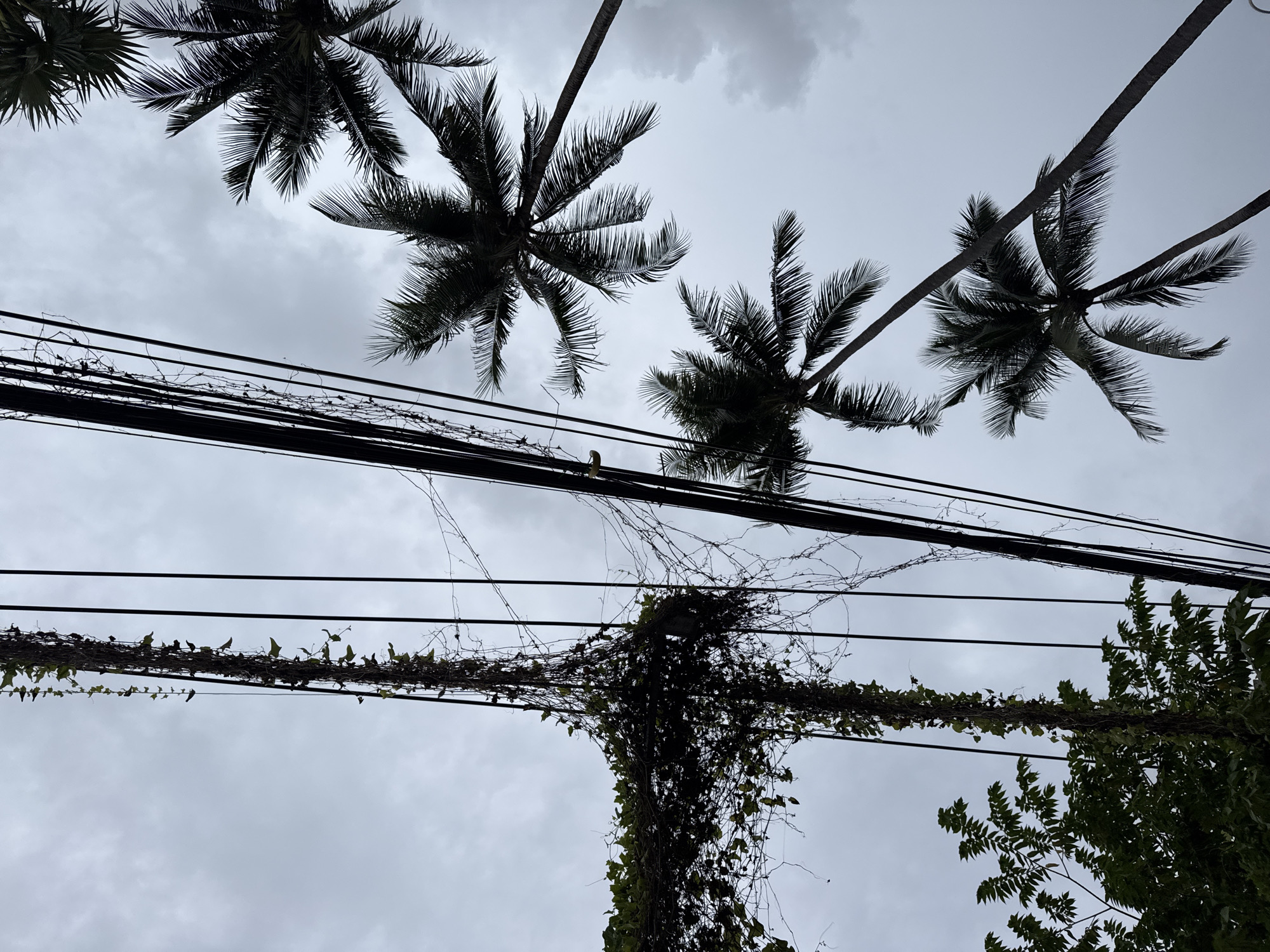 The image shows a view looking up at a cloudy sky in Patong, Thailand. Several electrical wires are visible, with a thick vine wrapped around one of the poles. Palm trees with fronds are also present, silhouetted against the overcast sky. The scene appears to be an outdoor setting, possibly a street or residential area, with natural elements intertwined with infrastructure.