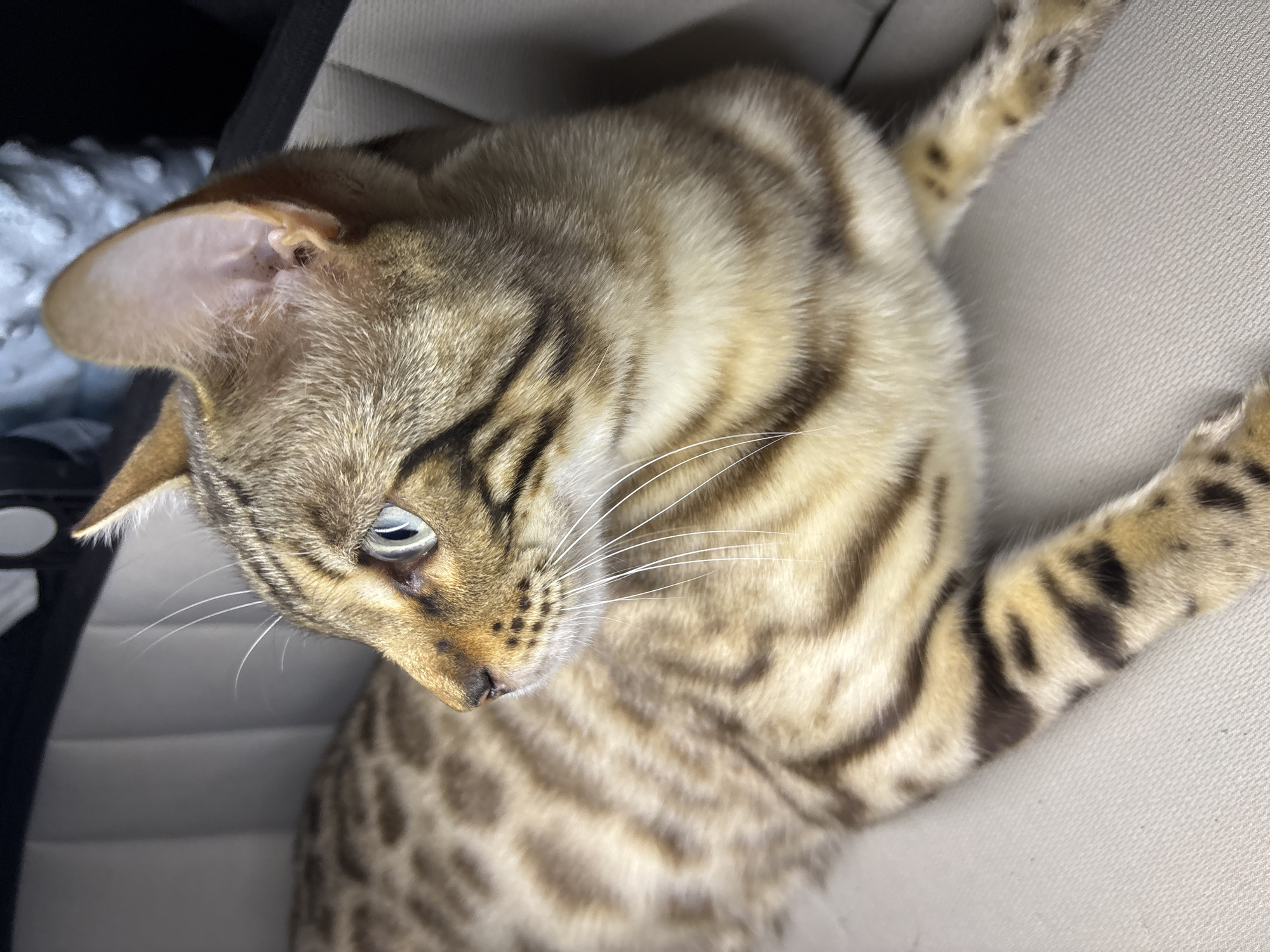 A domestic shorthair cat, exhibiting a spotted tabby coat pattern with brown markings against a tawny background, is resting on a light-colored, textured surface. The cat is positioned at a slight angle, facing to the left of the frame, with its head and upper body visible. Its eyes are open and appear to be a bright blue-green. The cat's fur is short and appears well-groomed. The background consists of a dark area and a padded surface that is lighter than the cat's fur. The image does not contain any identifiable landmarks or environmental cues to determine its location within Noviy, Russia.