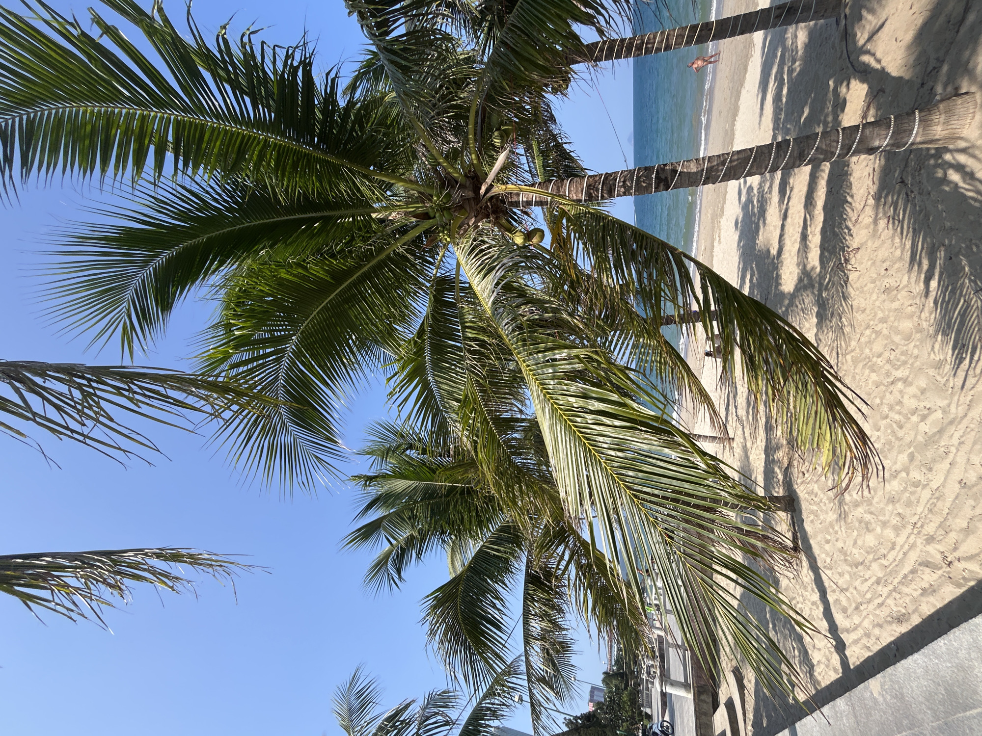 The image displays a bright and sunny tropical beach scene, captured with a perspective looking upwards through the fronds of palm trees towards the clear blue sky and the coastline. Given the provided context, the location is likely Nha Trang, Vietnam.
Several tall palm trees are prominent in the foreground and midground, featuring lush green fronds and some visible green coconuts. The trunks of these palm trees are distinctively wrapped with white decorative material, possibly lights or ribbon, which suggests a maintained or resort-style environment. These trees cast long, well-defined shadows across the light-colored sandy beach, indicating strong, direct sunlight.
In the background, the calm, blue-green ocean meets the shore with gentle waves. A single person is visible lying on the sand near the water's edge, appearing to relax or sunbathe. The sky above is a brilliant, cloudless blue, enhancing the sense of a perfect, sunny day.
The sharp shadows and intense brightness suggest the time of day is midday or early afternoon. The weather is clear and sunny, contributing to a peaceful and relaxing atmosphere, characteristic of a tropical vacation. There is no visible text present in the image.