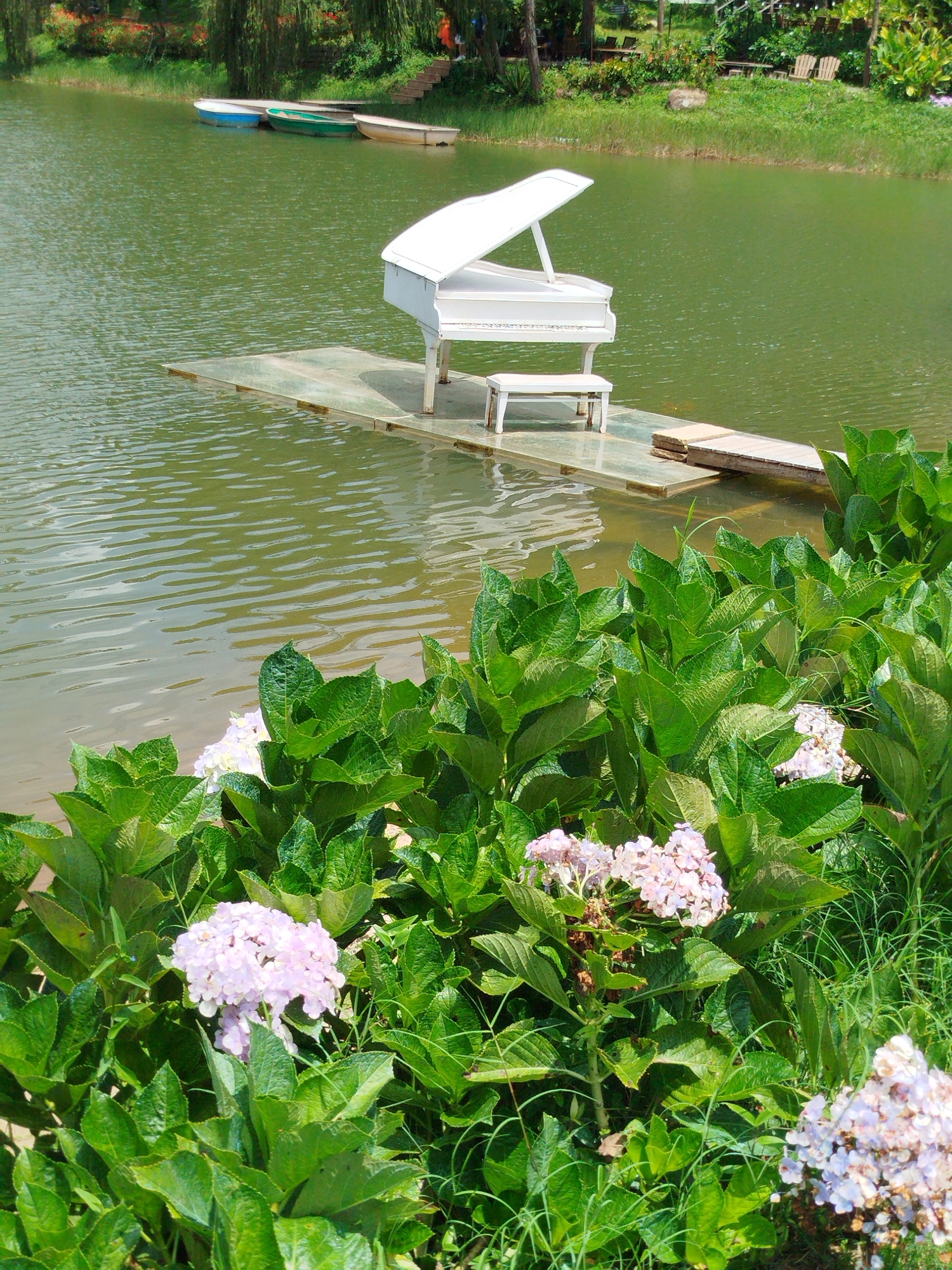 A white grand piano and its bench sit on a wooden platform floating on a calm, green body of water, likely a lake or pond, with a grassy bank and trees in the background. The piano's lid is open, and the bench is positioned in front of it. In the foreground, lush green foliage with clusters of light pink and white hydrangeas is visible. In the distance, three small boats are moored near the shore. The scene appears to be in a park-like setting, potentially a tourist attraction. The location is identified as Cam Ly - Da Lat, Vietnam.