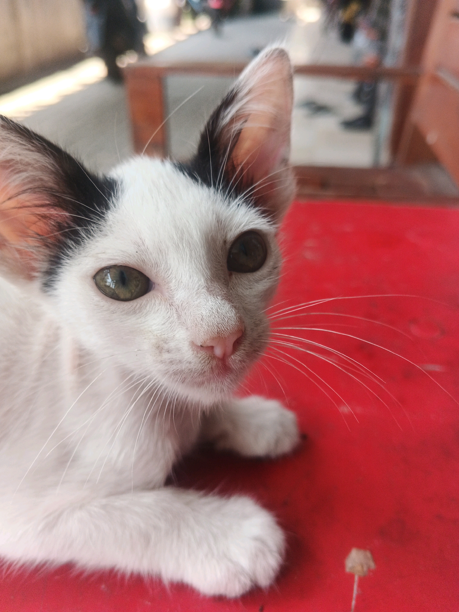 A close-up, eye-level shot shows a young white cat with black markings on its ears and head. The cat's green eyes are looking directly at the camera. It has prominent white whiskers against a red background. The cat is lying down, with its front paws visible. The background is blurred, showing what appears to be an outdoor setting with furniture and people in the distance. Based on the available information, this image was taken in Kadu, Indonesia.