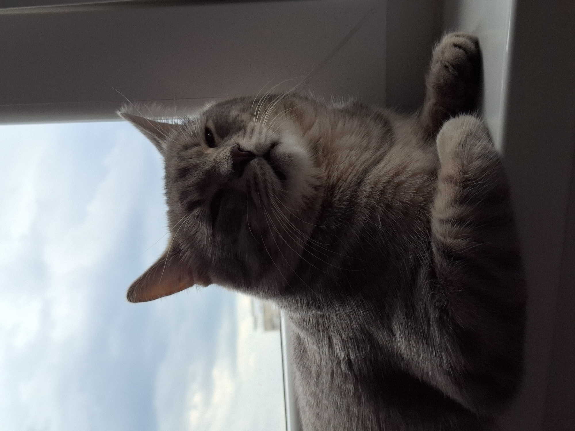 The image displays a domestic cat resting on a window sill in what appears to be a home in Novi Sad, Serbia. The cat, a grey and light brown tabby with medium-length fur, is lying on its side, with its head slightly tilted and facing towards the viewer. Its eyes are partially closed, conveying a sense of relaxation, sleepiness, or contentment. Long, delicate whiskers extend from its muzzle, and one of its ears is prominent. Its front paws are tucked in or gently pressed against the white frame of the window or an adjacent wall.
Through the window behind the cat, a light blue, cloudy, or overcast sky is visible, indicating that the photograph was taken during the daytime. Natural light from the window illuminates parts of the cat's fur, while other areas, particularly its underside, are in soft shadow, creating a cozy and serene atmosphere. The photograph is captured from a low angle, giving the impression that the cat is positioned vertically against the window. There is no visible text within the image.