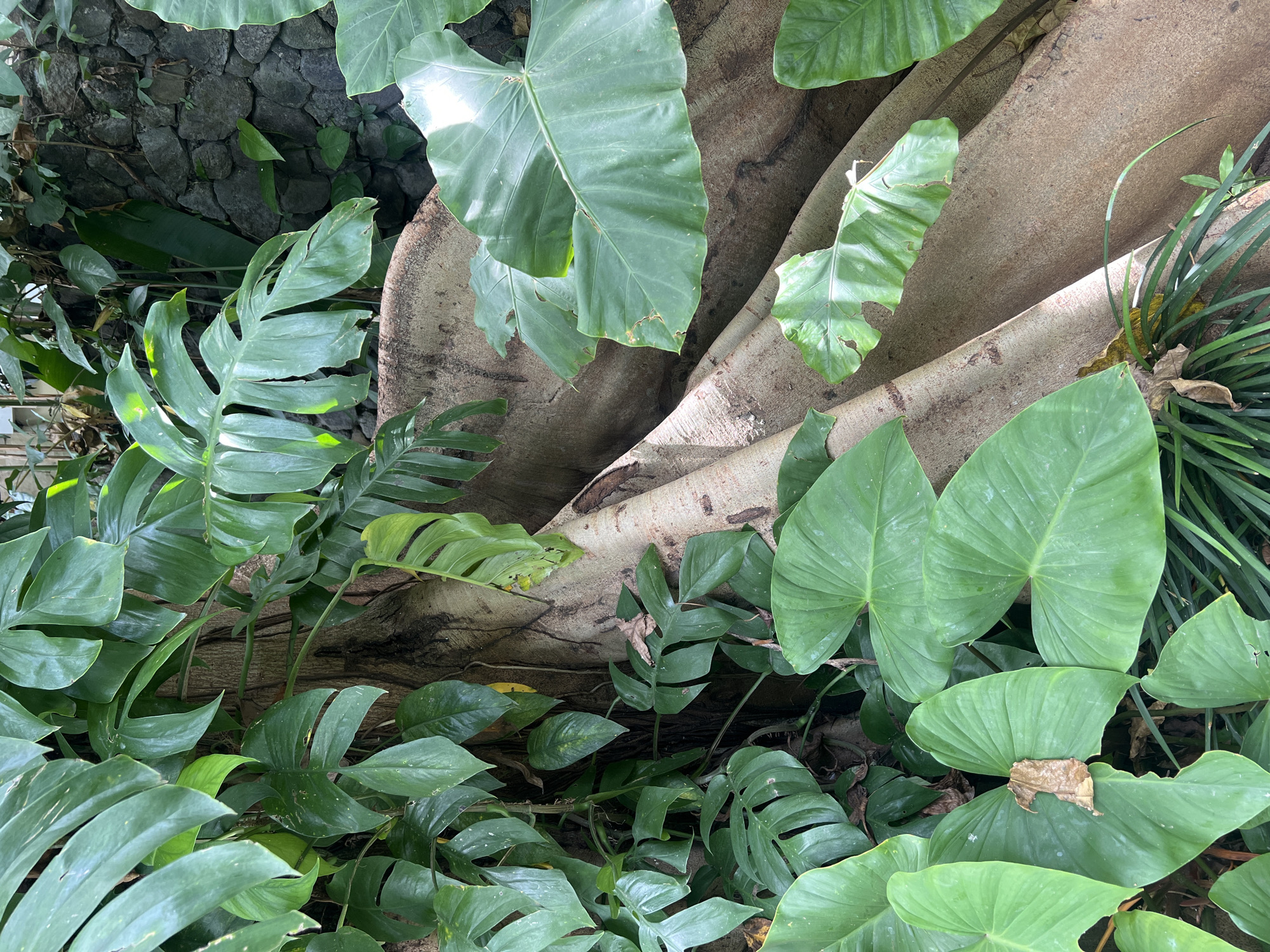 The image shows a close-up view of dense tropical vegetation, likely in Kerobokan, Indonesia. A thick, tan-colored tree root or base structure is the central element, around which various green plants grow. There are large, heart-shaped leaves and split-leaf philodendrons. A stone wall is visible in the background. There are no people or overt actions depicted.