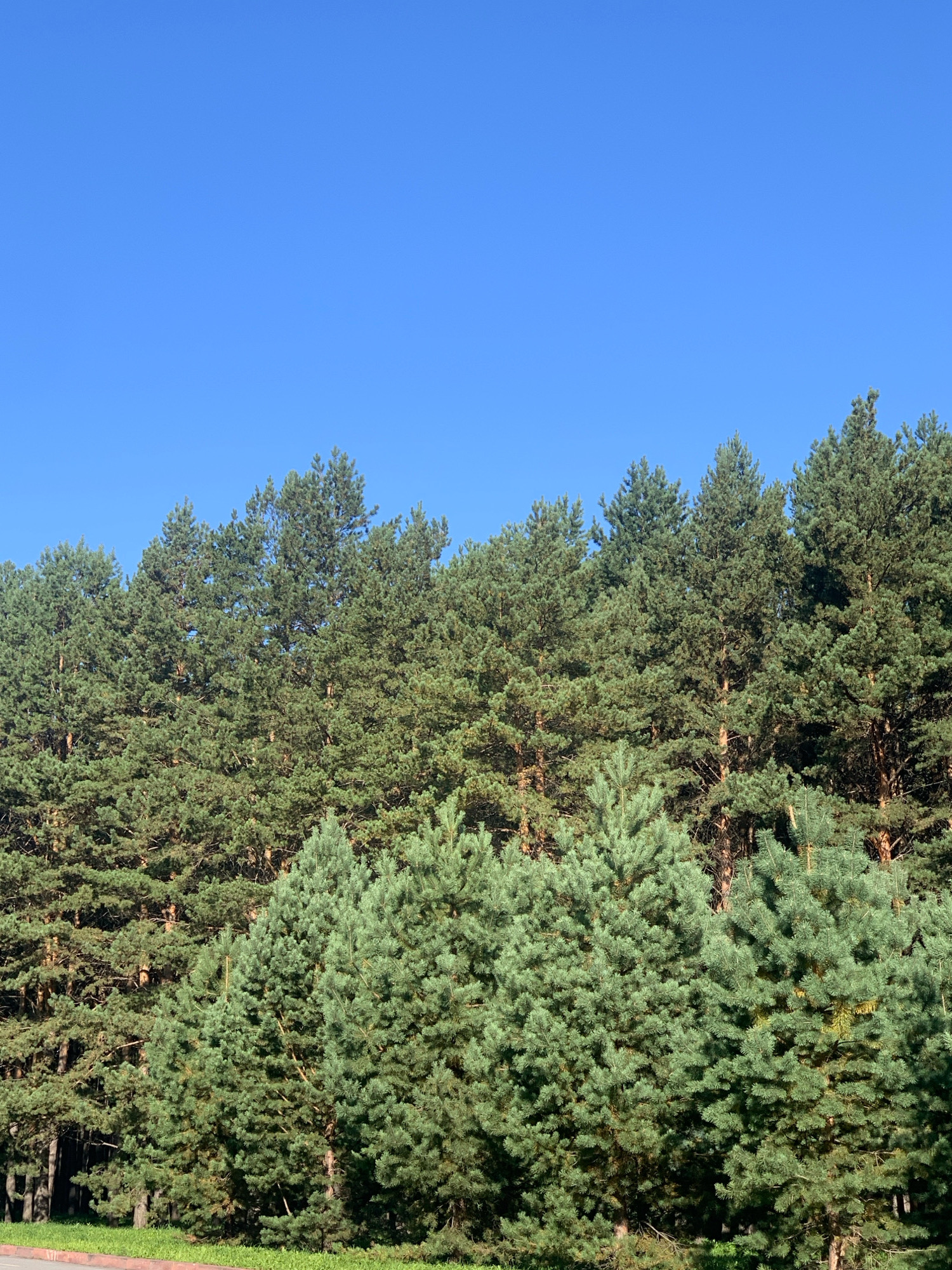The image shows a dense forest of pine trees under a clear blue sky. The trees are a mix of varying heights and shades of green, with some lighter green, younger trees in the foreground and darker, older trees further back. The ground is covered in grass, with a hint of a paved surface and a red border at the very bottom of the frame, suggesting the edge of a road or pathway. There are no people or animals visible in the image. The scene is typical of a natural forested area, likely located in a park or natural reserve within or on the outskirts of Prokopyevsk, Russia, given the context provided. The lighting suggests it is daytime, likely morning or afternoon, with the sun illuminating the scene from the side, creating some dappled shadows within the trees.