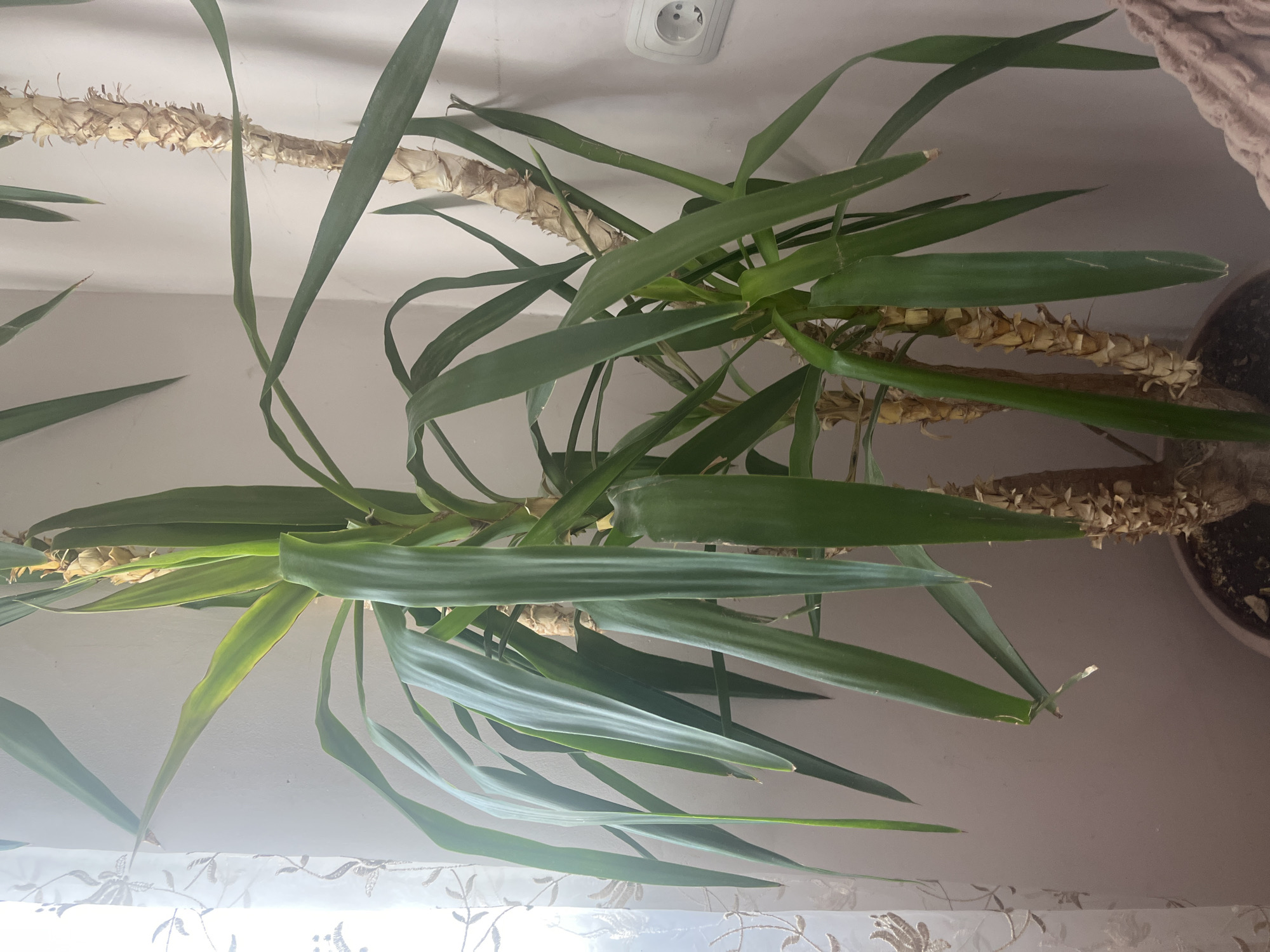A yucca plant in a pot sits indoors against a backdrop of a beige wall and a white ceiling. An electrical outlet is visible on the ceiling. The leaves of the plant are predominantly green, with some exhibiting a slightly yellowish tint. The plant stems have remnants of dried, light-colored leaves or sheaths. A decorative curtain partially obscures the bottom portion of the image. The location is indiscernible as Yeghegnadzor, Armenia.