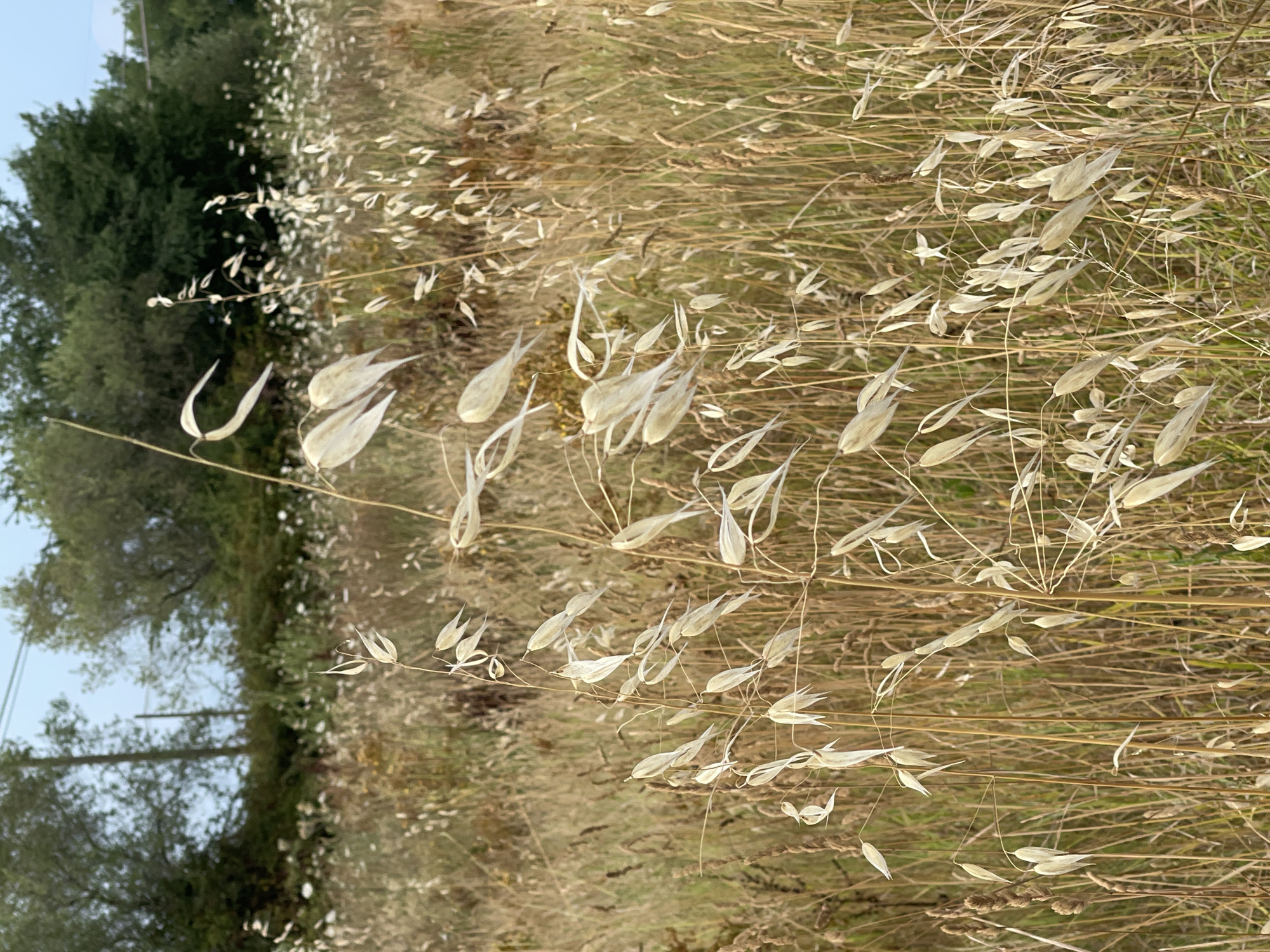 The image depicts a close-up view of dry, pale-yellow wild oat plants in a field. The oat heads, each containing several seed-like structures, are prominent in the foreground, some appearing to be caught in a gentle breeze, causing them to sway. The background consists of a dense field of similar dried grasses and vegetation, with hints of green foliage from trees and shrubs further in the distance. The sky is a pale, overcast blue. There are no people or animals visible in the scene. The environment appears to be a natural, uncultivated area, possibly a meadow or unkempt field. The lighting suggests it is daytime, likely late afternoon given the muted sunlight. The overall impression is one of a dry, autumnal or late-summer landscape. The image does not contain any visual information that would allow for its specific location within Altopascio, Italy, to be determined.