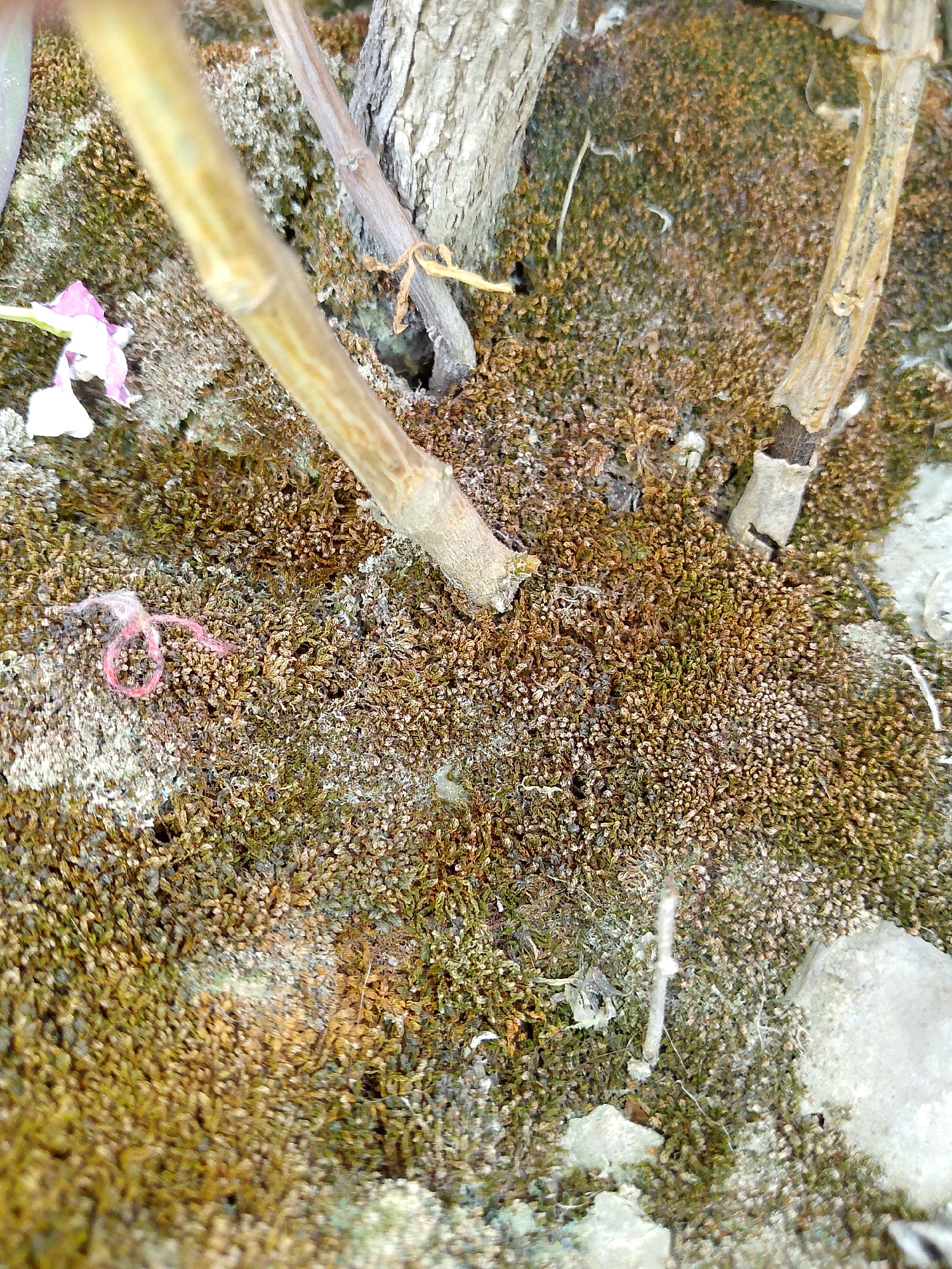 The image shows a close-up view of a mossy surface with a few plant stems and a small pink string. The moss is varied in color, with shades of green, brown, and a lighter tan. The plant stems are thin and appear to be dry and brittle. One stem is light brown and fuzzy, while another is darker brown and has a rough texture. The pink string is looped and lies on the moss. There are also a few small white pebbles scattered on the surface. The overall scene suggests a natural environment, possibly a garden or a natural area. The image is taken from a top-down perspective, with a shallow depth of field that blurs the background.